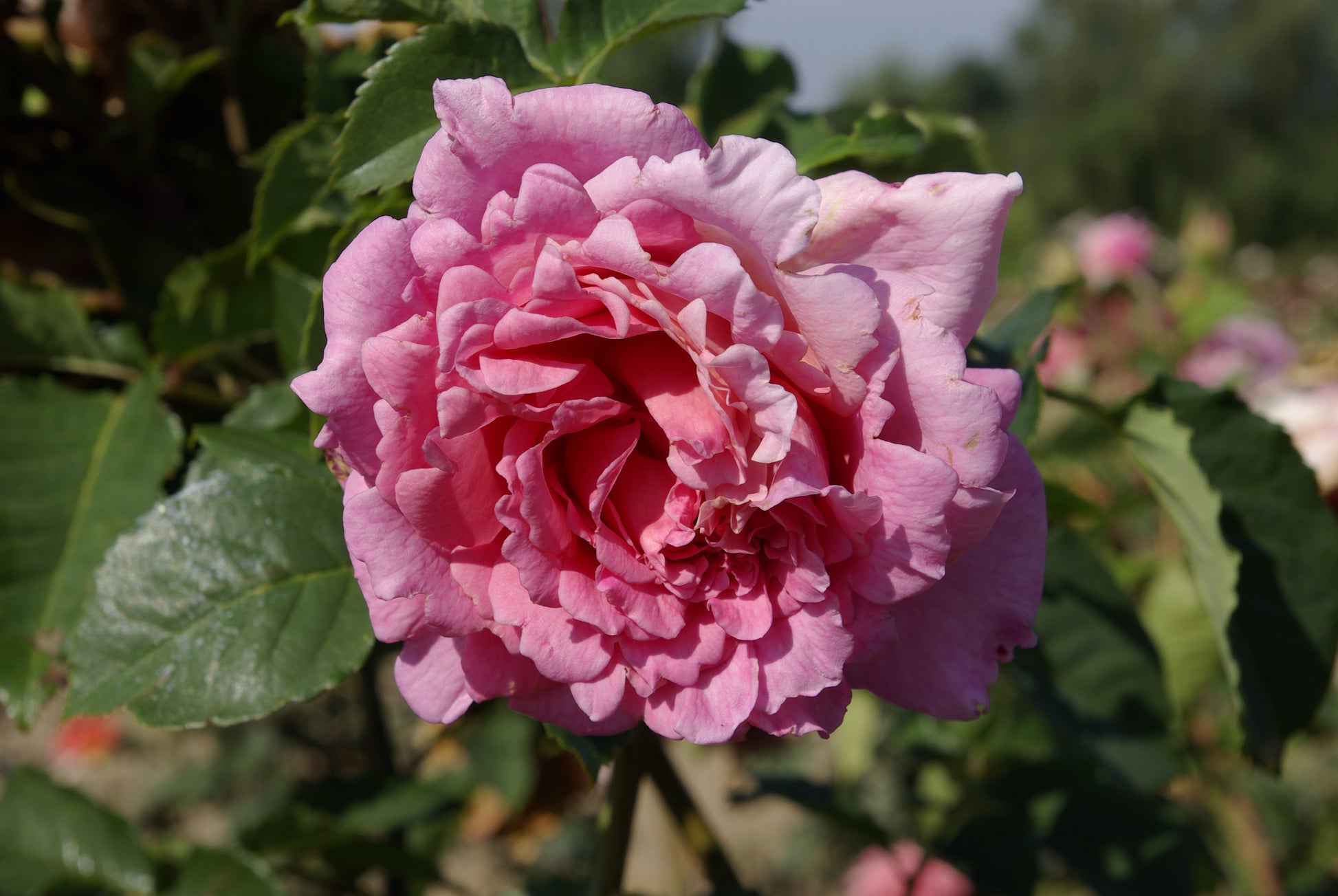 Floribunda Rose - Bienvenue®-3