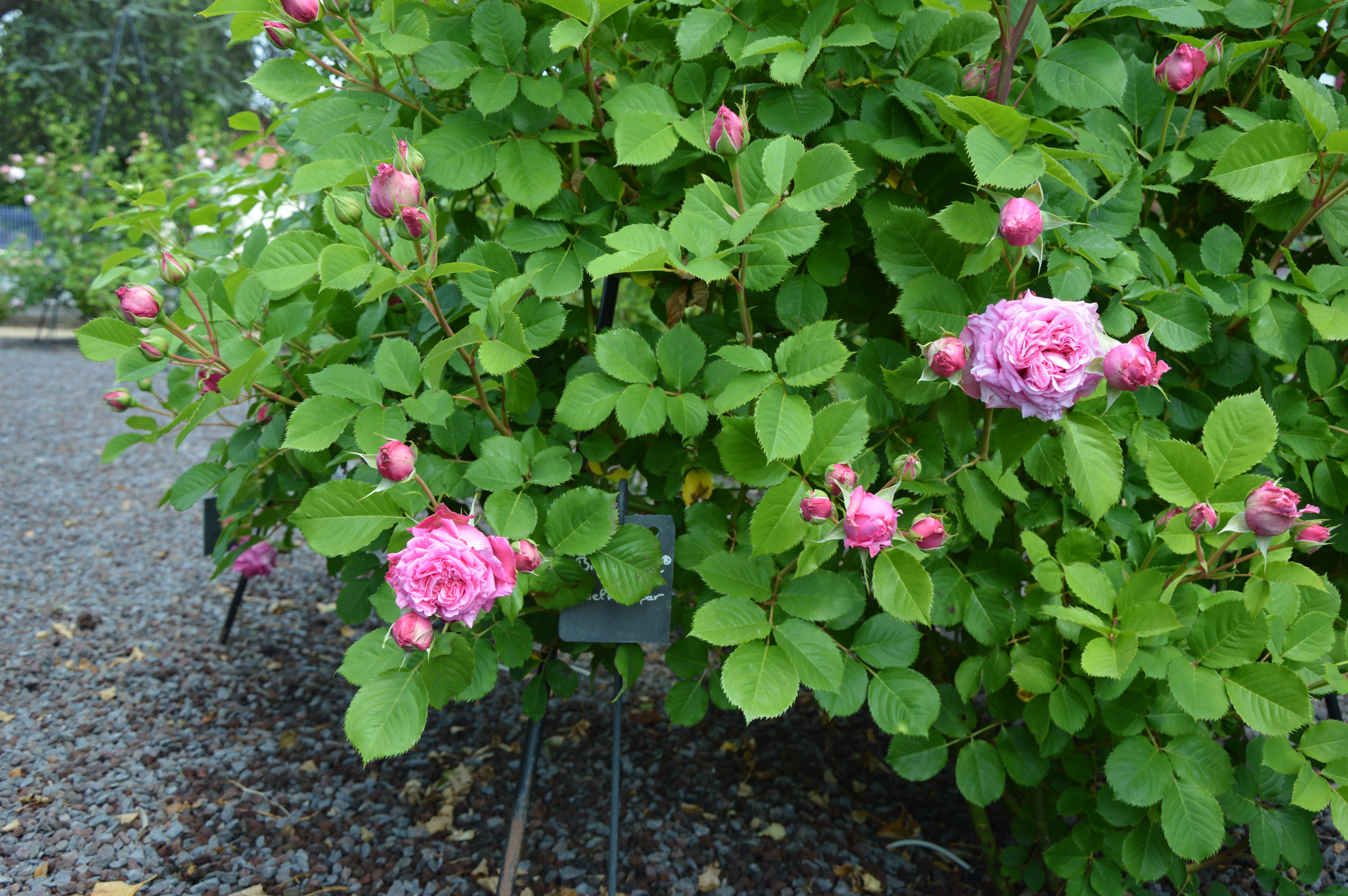 Floribunda Rose - Bienvenue®-4