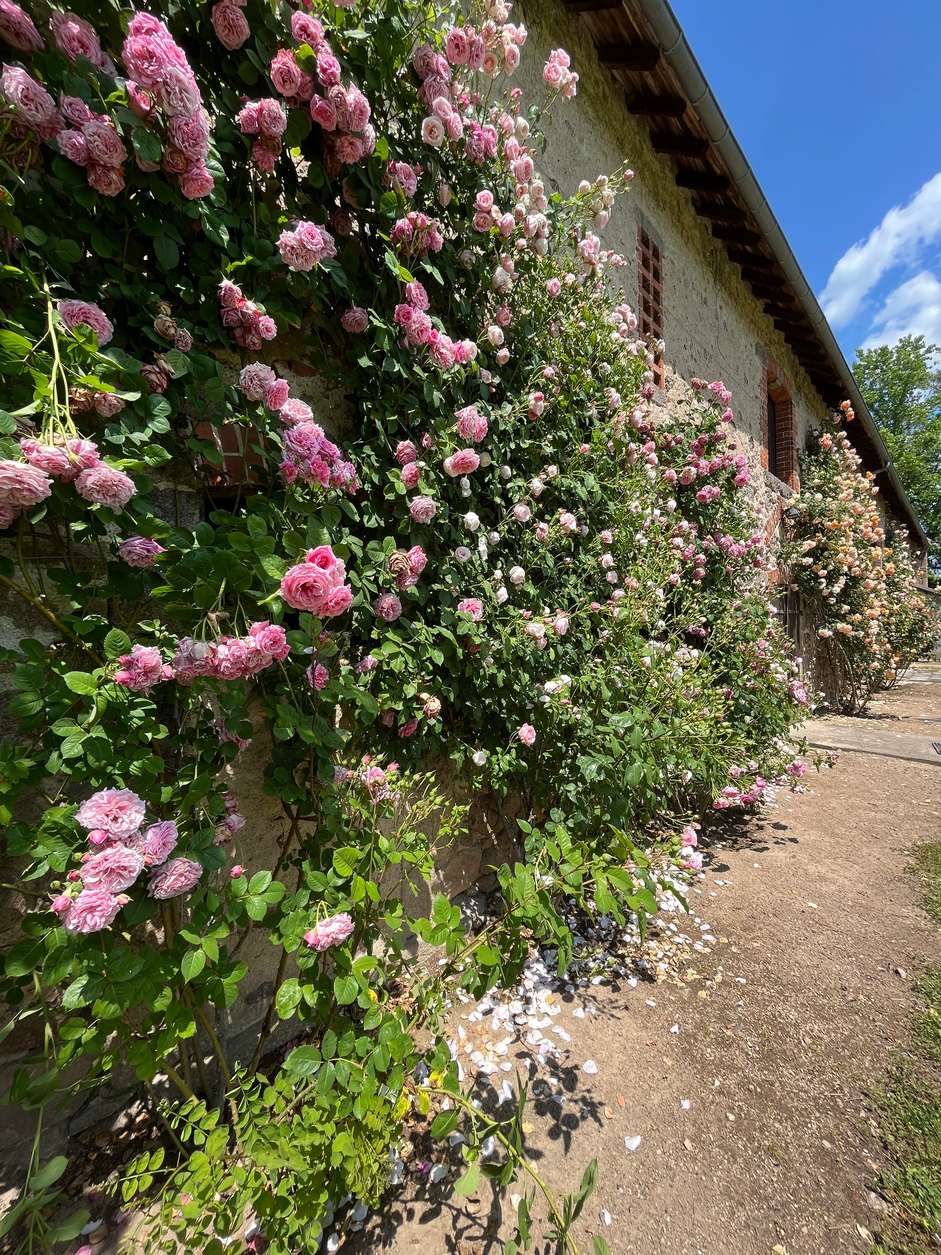 Floribunda Rose - Bienvenue®-6