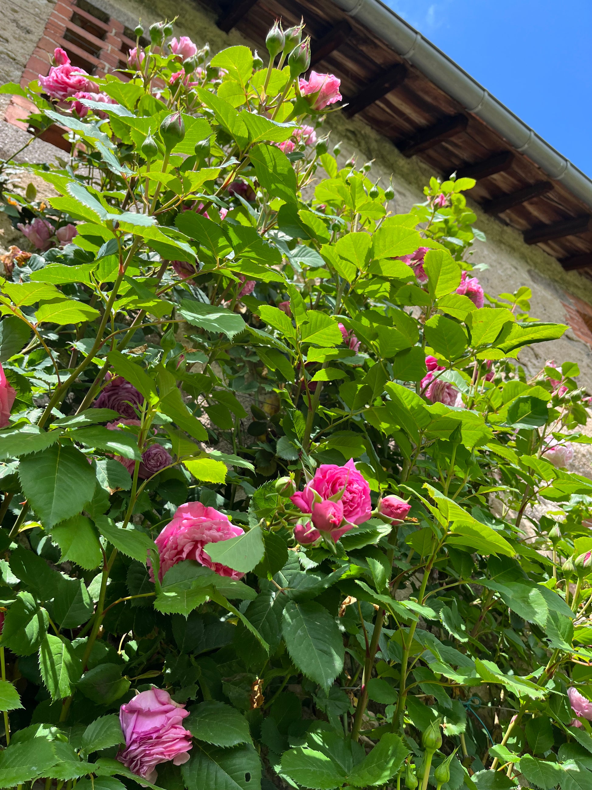 Floribunda Rose - Bienvenue®-7