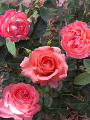 Floribunda Rose - Bijou Corail®-1