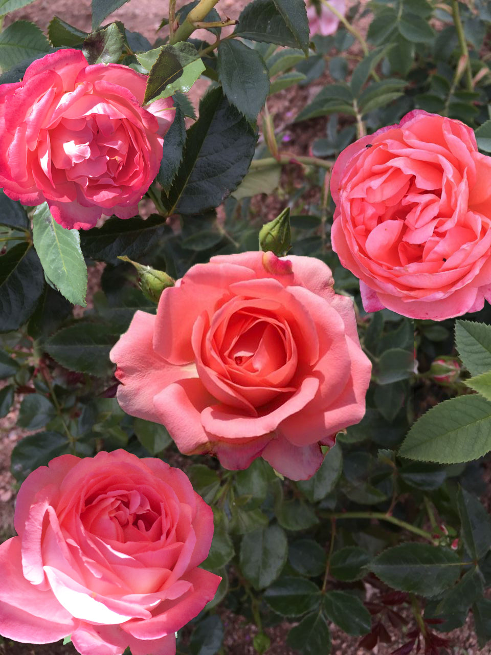Floribunda Rose - Bijou Corail®-1