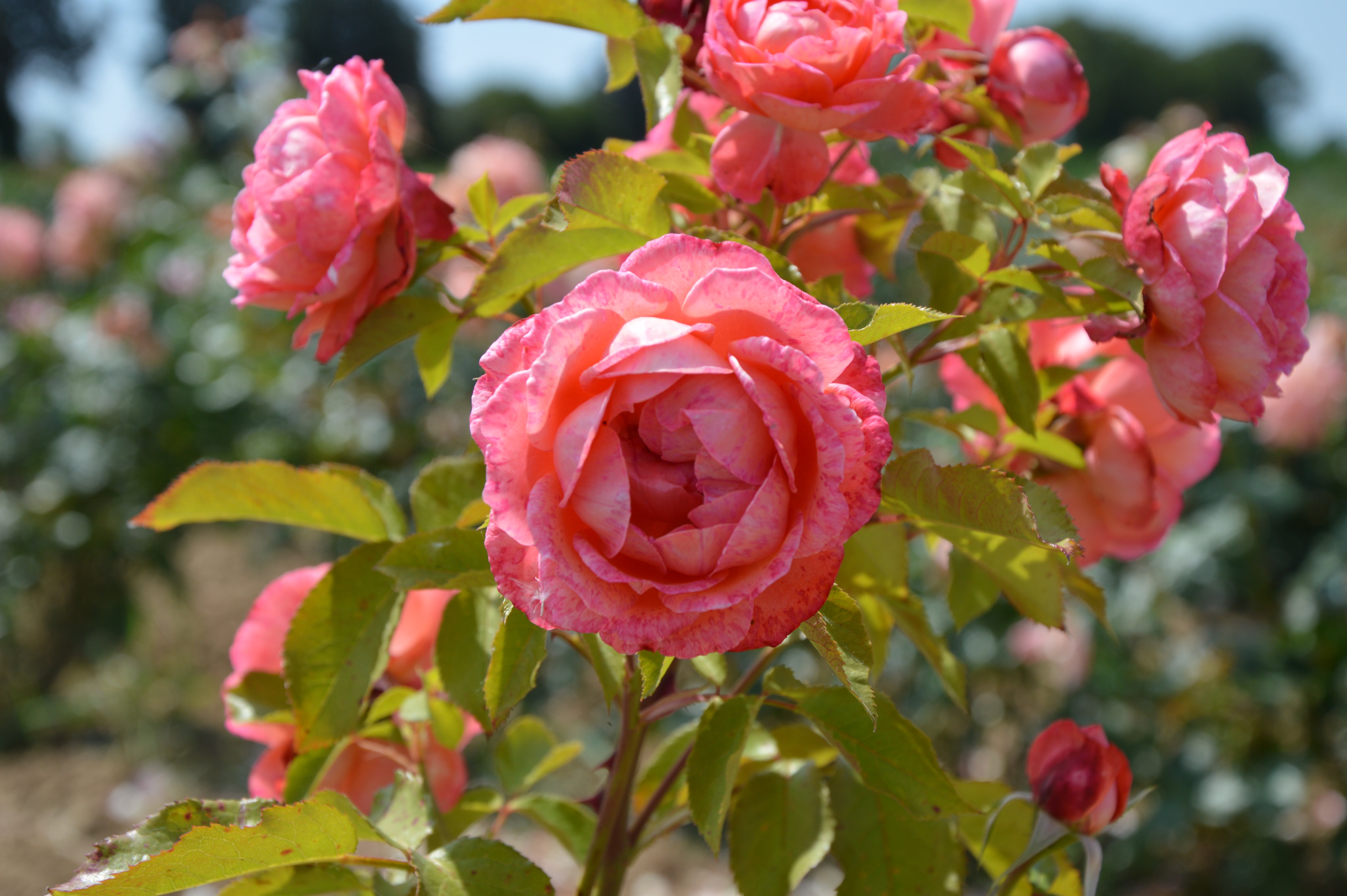 Floribunda Rose - Bijou Corail®-3
