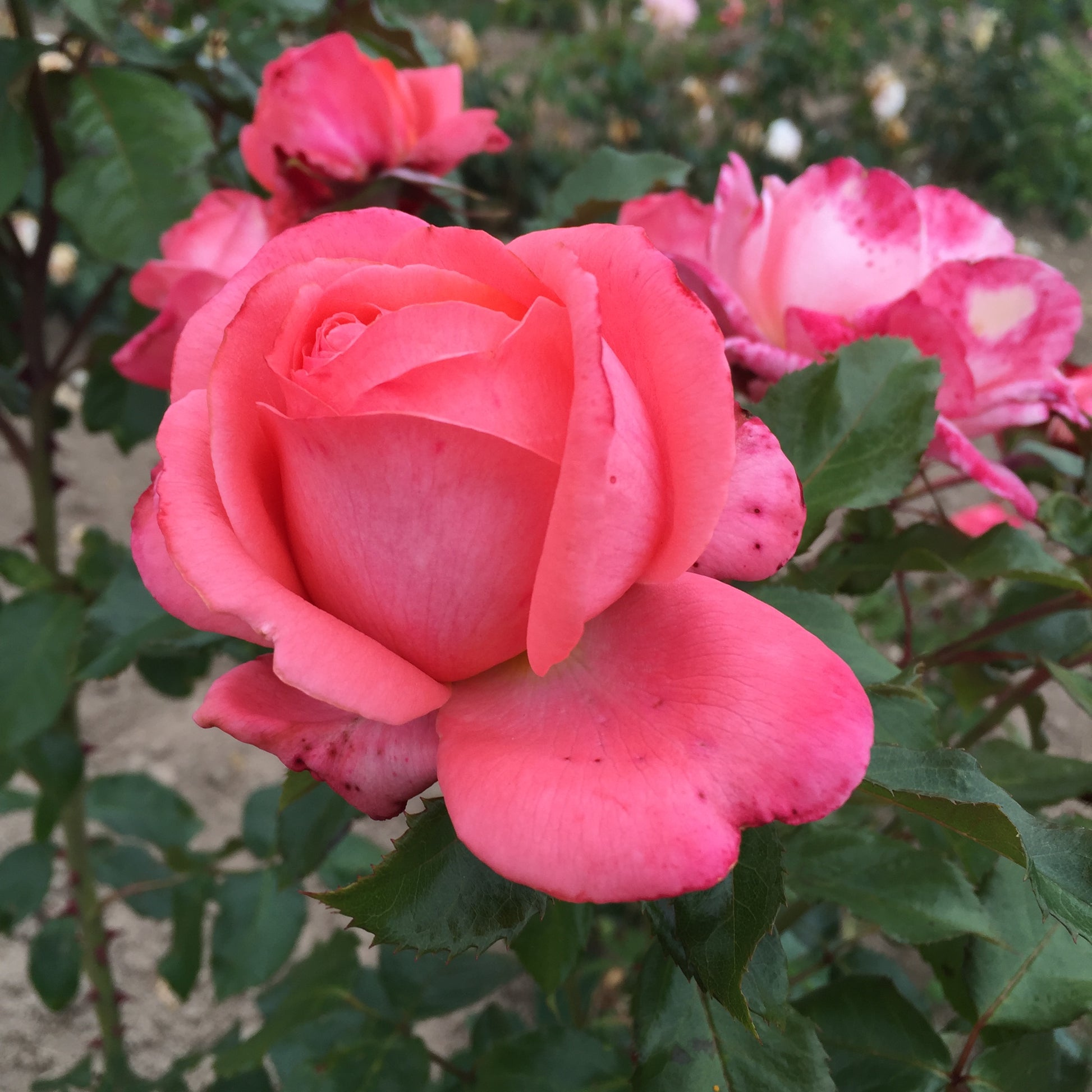 Floribunda Rose - Bijou Corail®-6