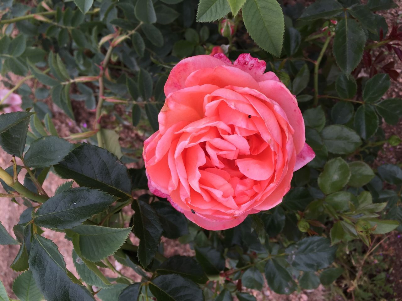 Floribunda Rose - Bijou Corail®-7