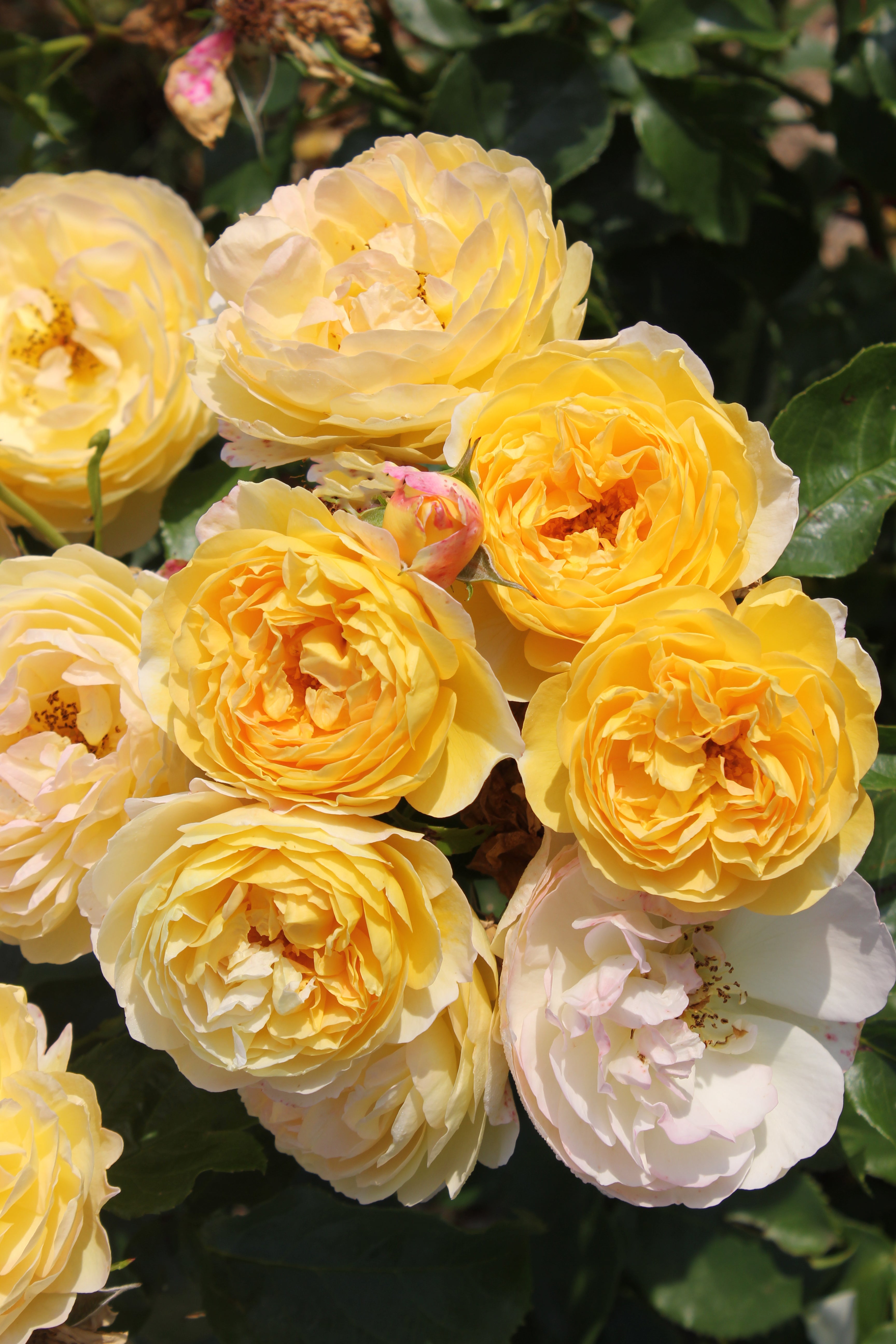 Floribunda Rose - Château de Cheverny®-1