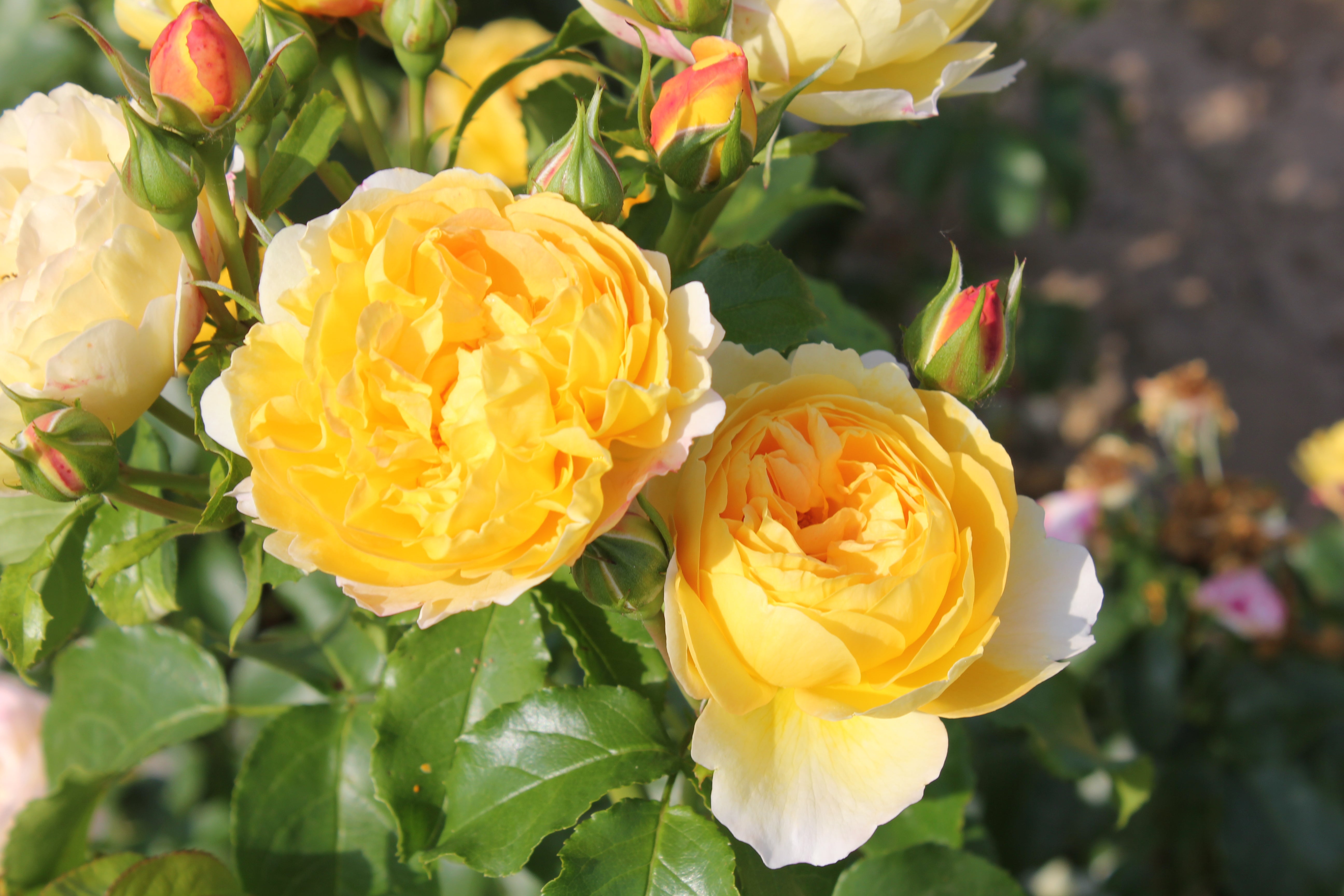 Floribunda Rose - Château de Cheverny®-3