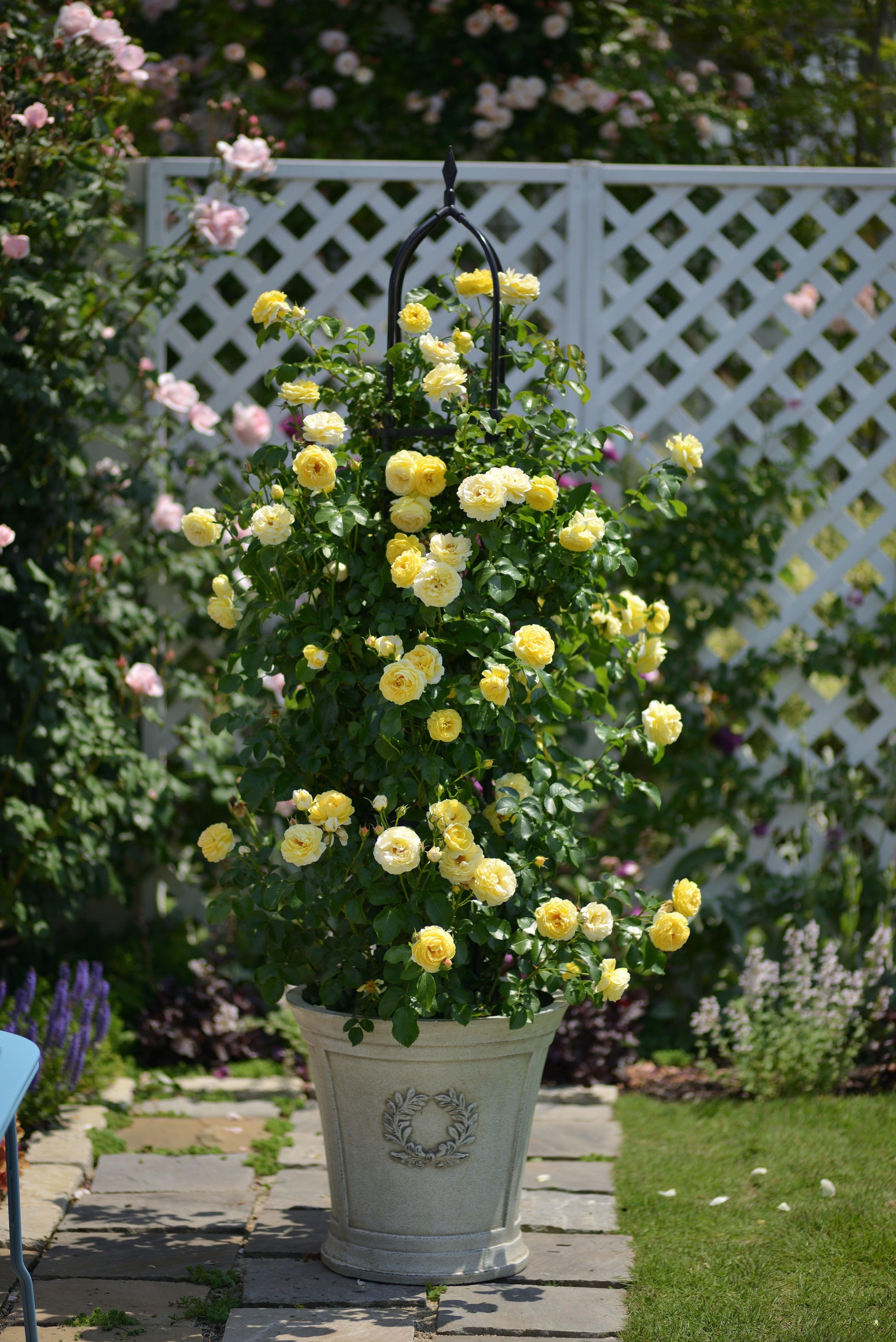 Floribunda Rose - Château de Cheverny®-4