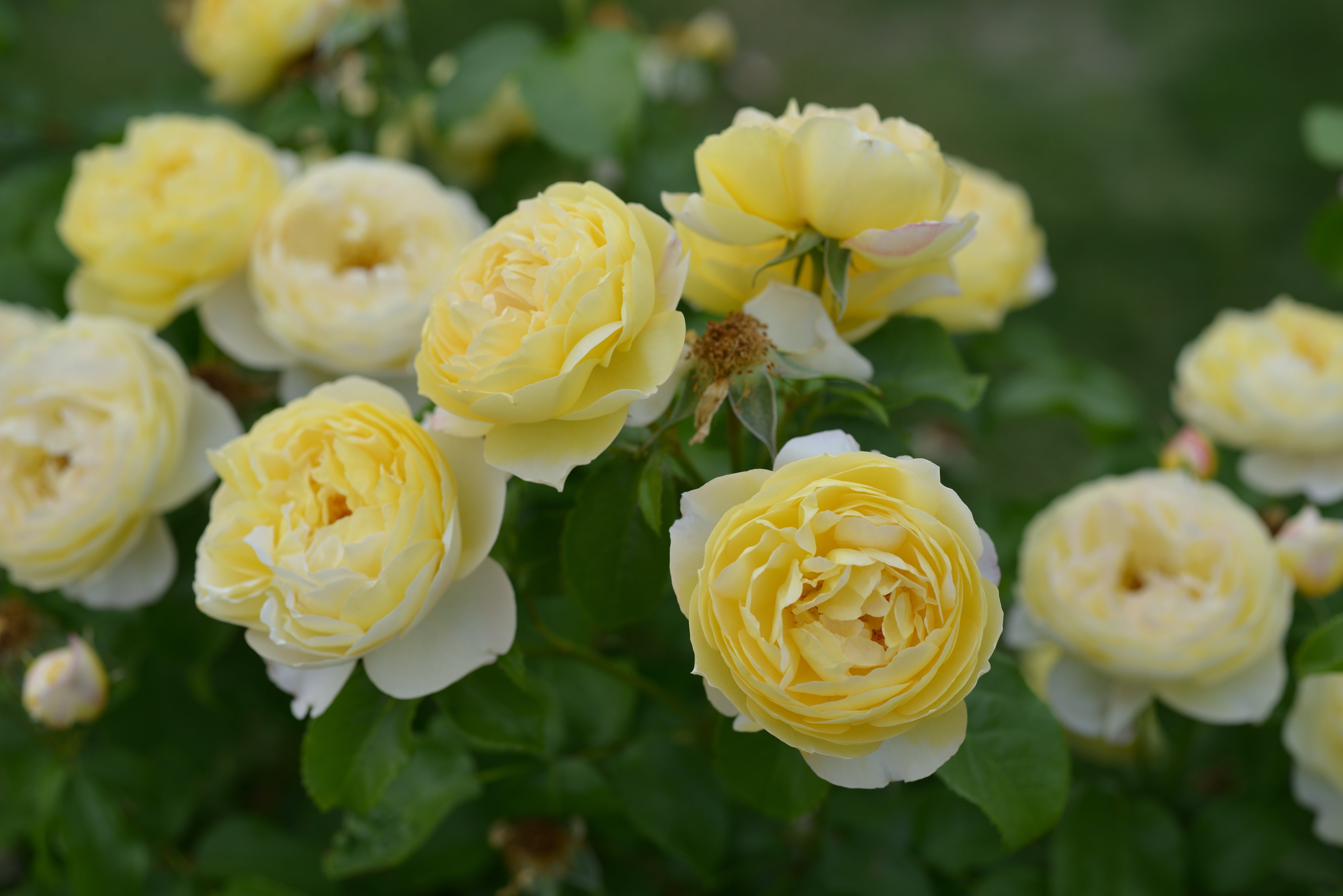 Floribunda Rose - Château de Cheverny®-5