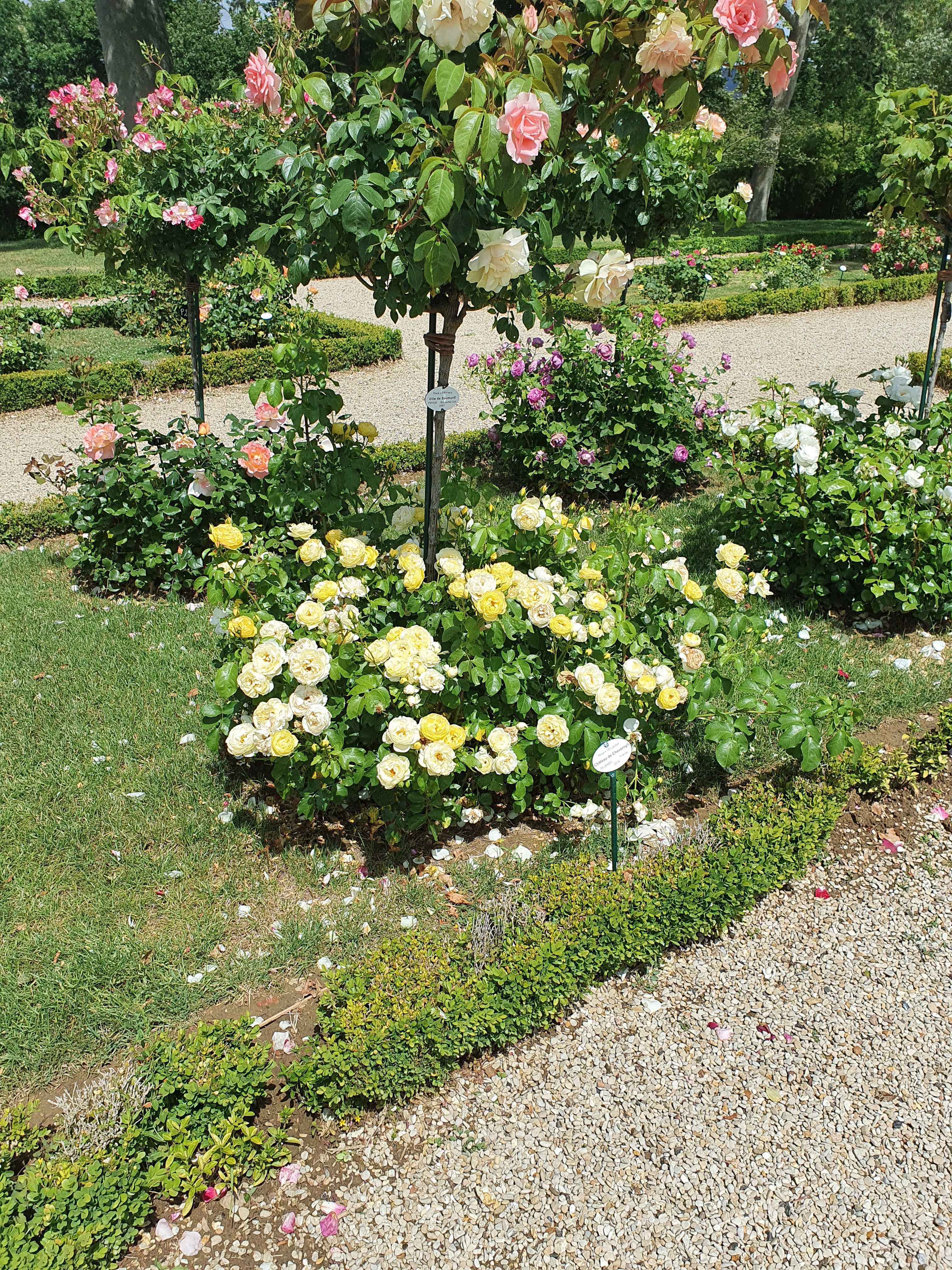 Floribunda Rose - Château de Cheverny®-7