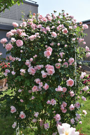 Floribunda Rose - Dames de Chenonceau®-1