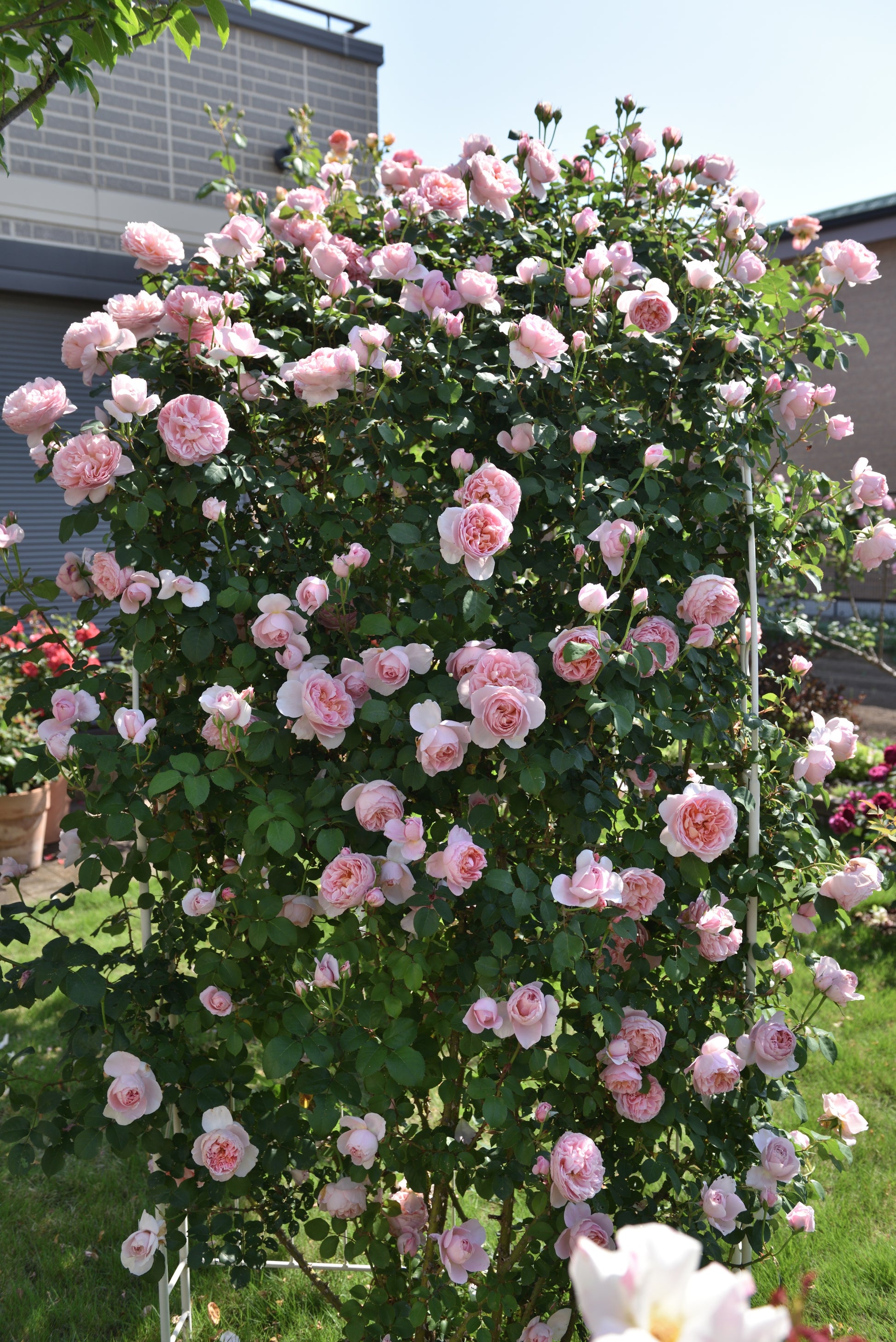 Floribunda Rose - Dames de Chenonceau®-1