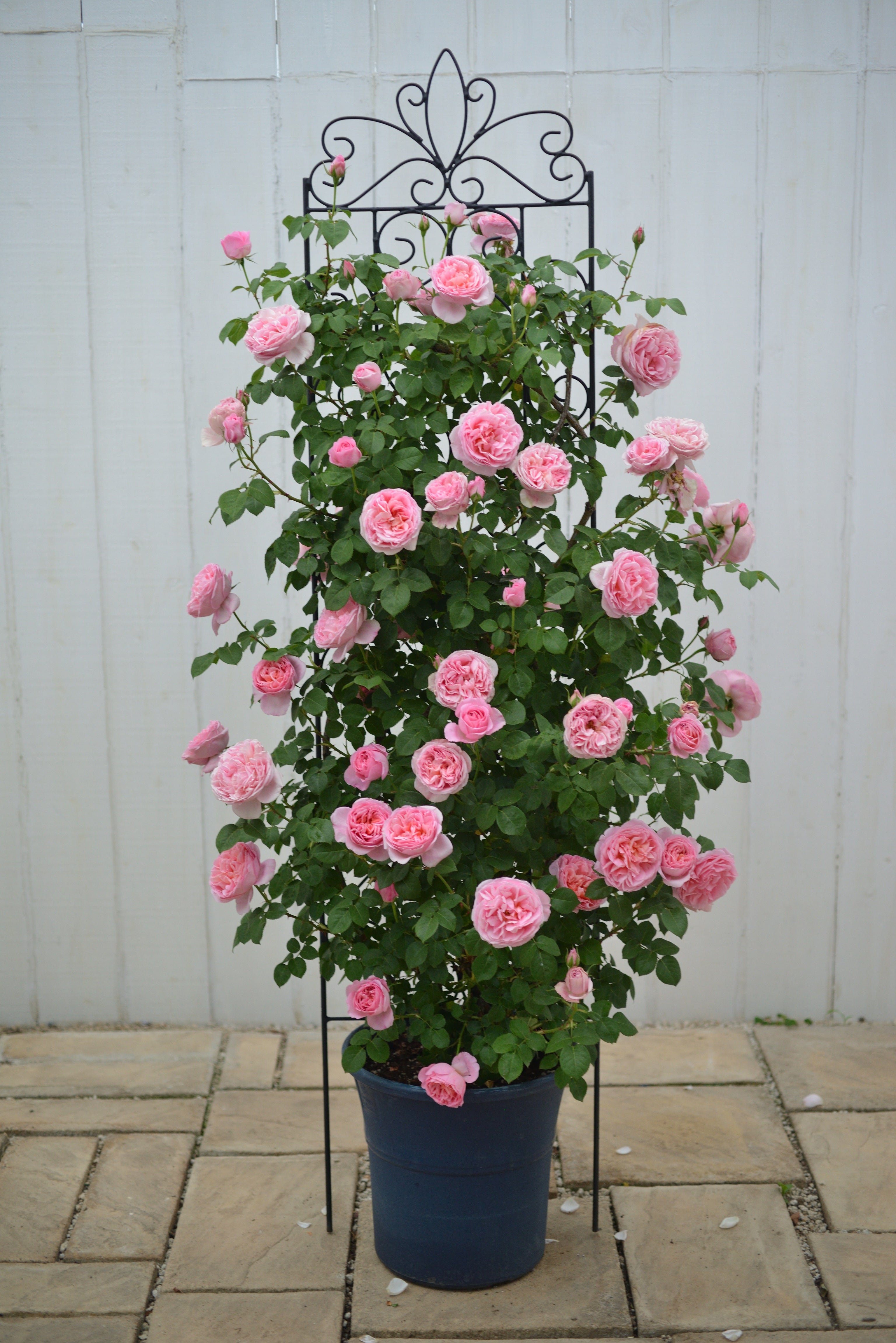 Floribunda Rose - Dames de Chenonceau®-5