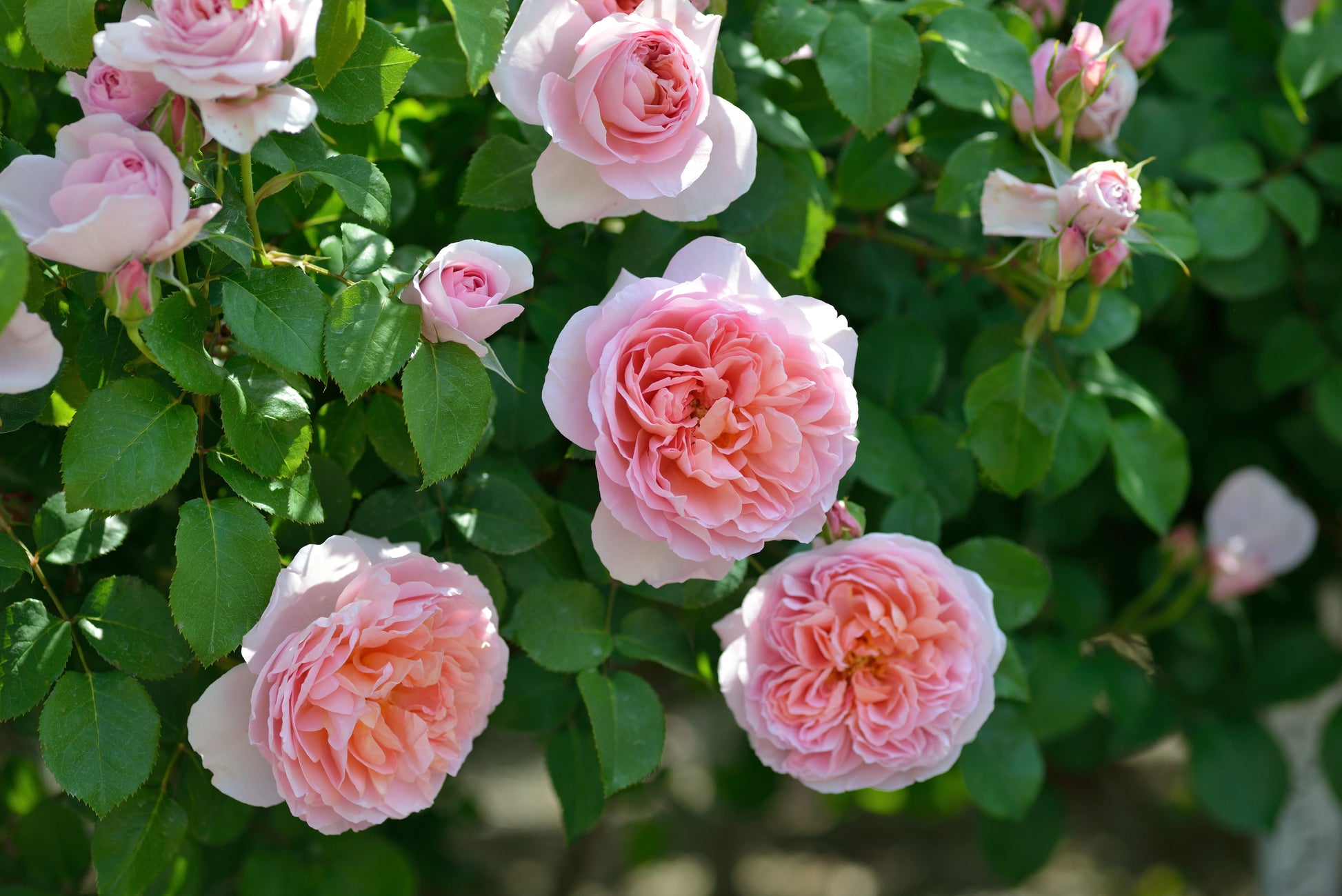 Floribunda Rose - Dames de Chenonceau®-6