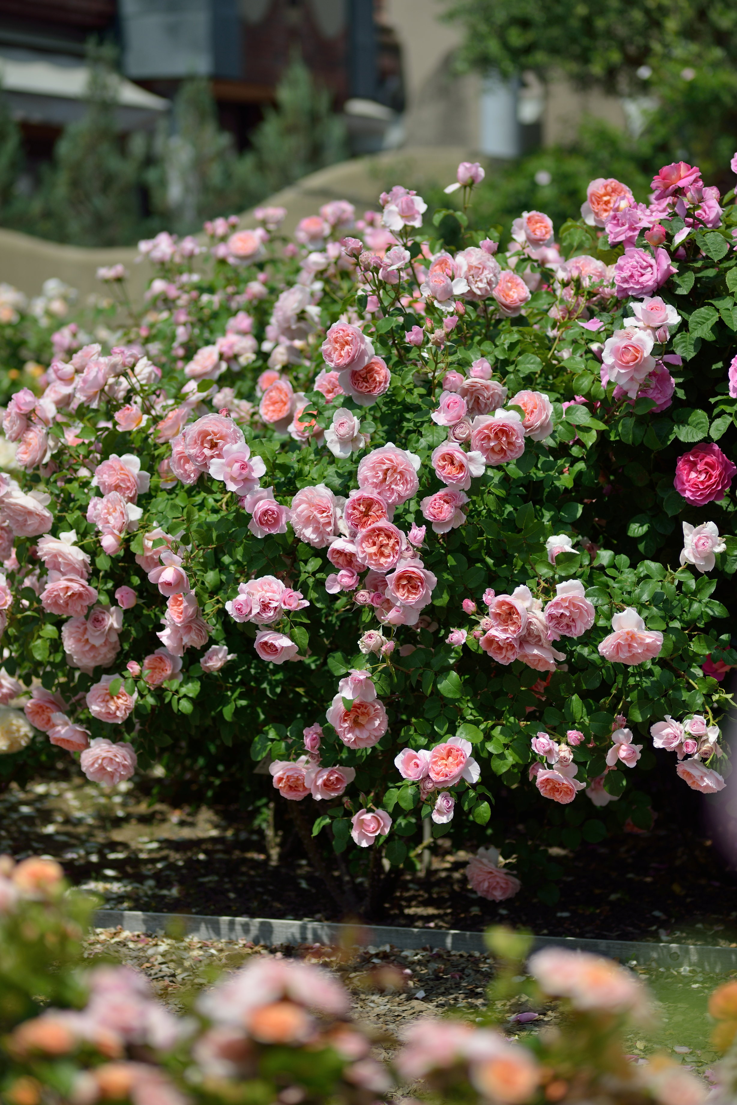 Floribunda Rose - Dames de Chenonceau®-7