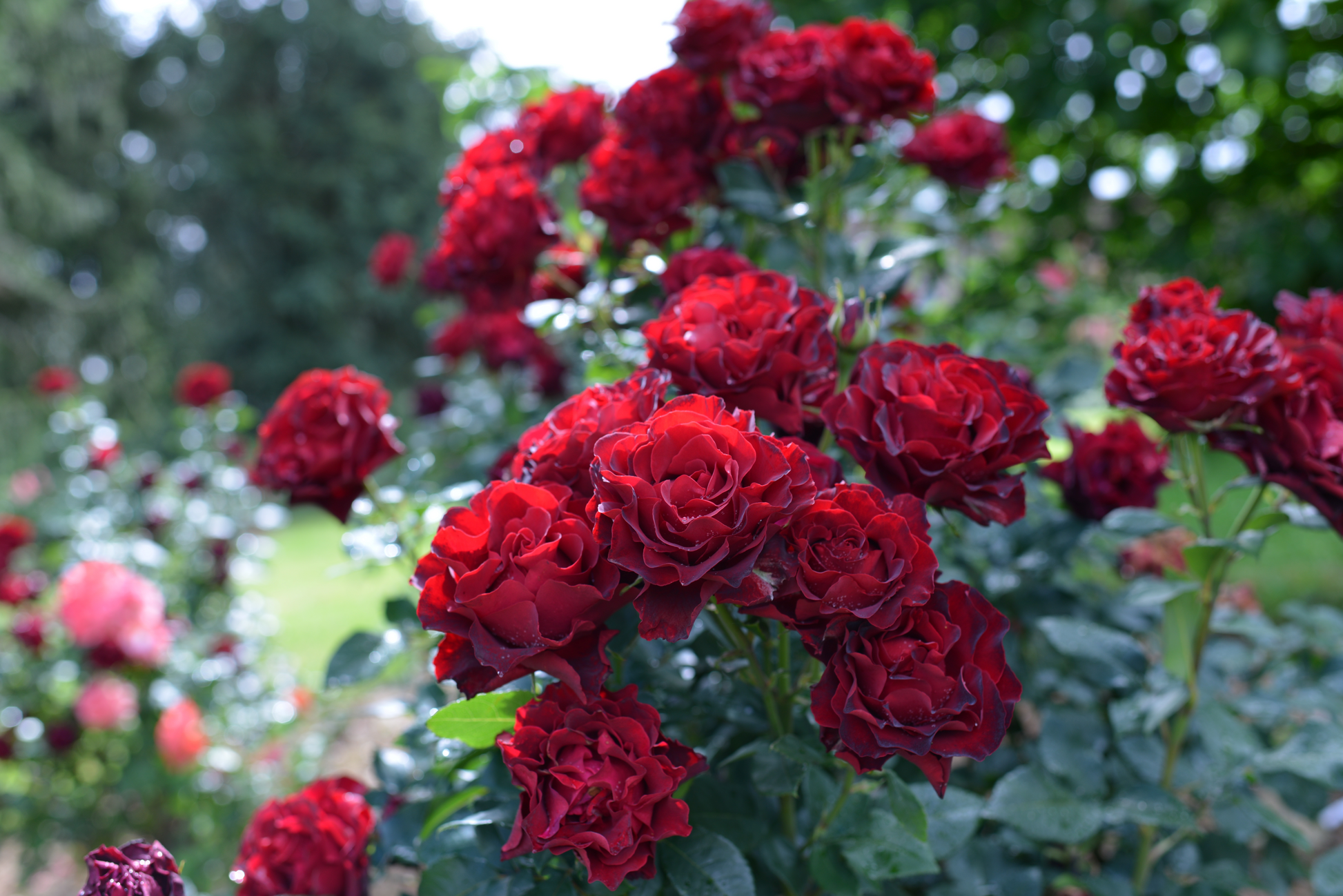 Floribunda Rose - Hommage a Barbara® (Heinz Winkler)-2