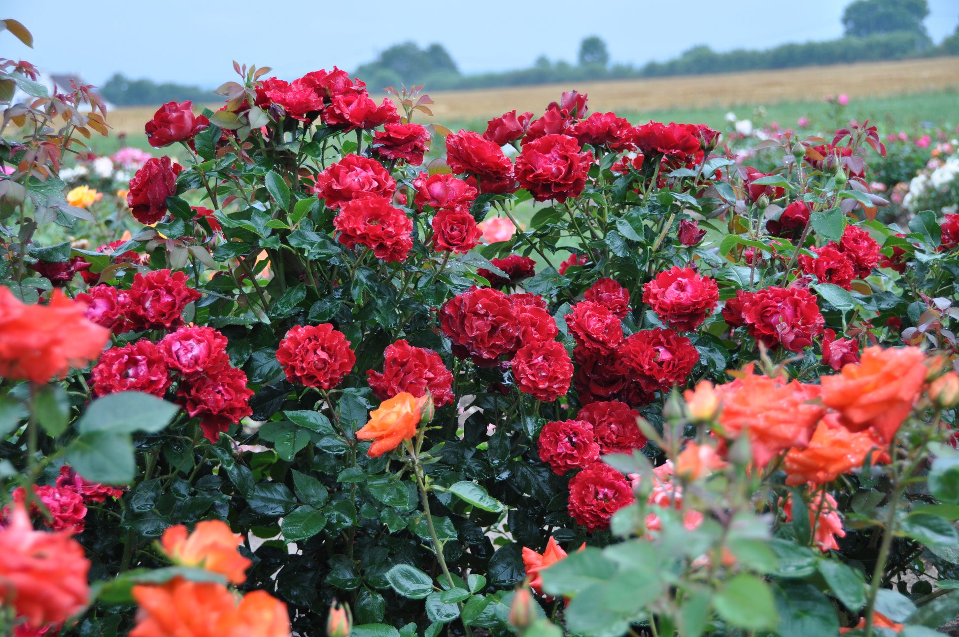 Floribunda Rose - Hommage a Barbara® (Heinz Winkler)-3