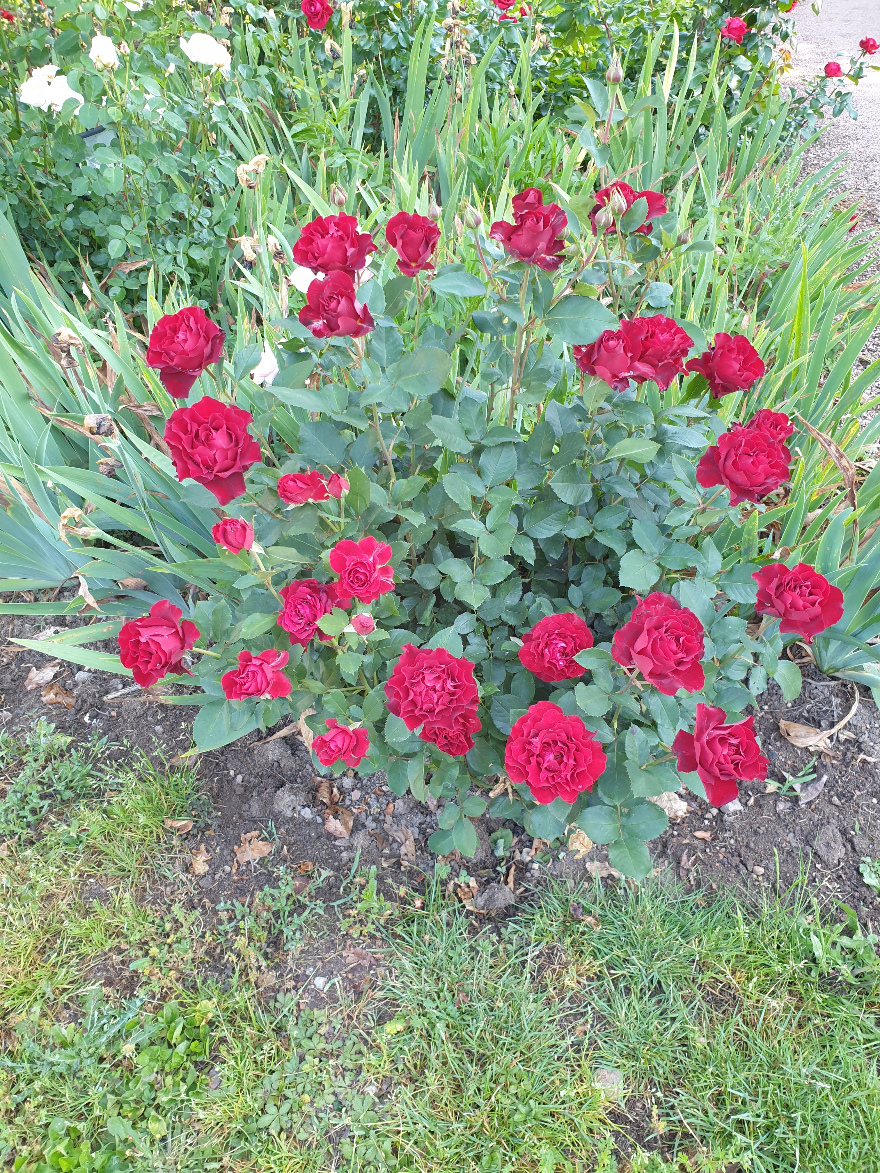 Floribunda Rose - Hommage a Barbara® (Heinz Winkler)-4