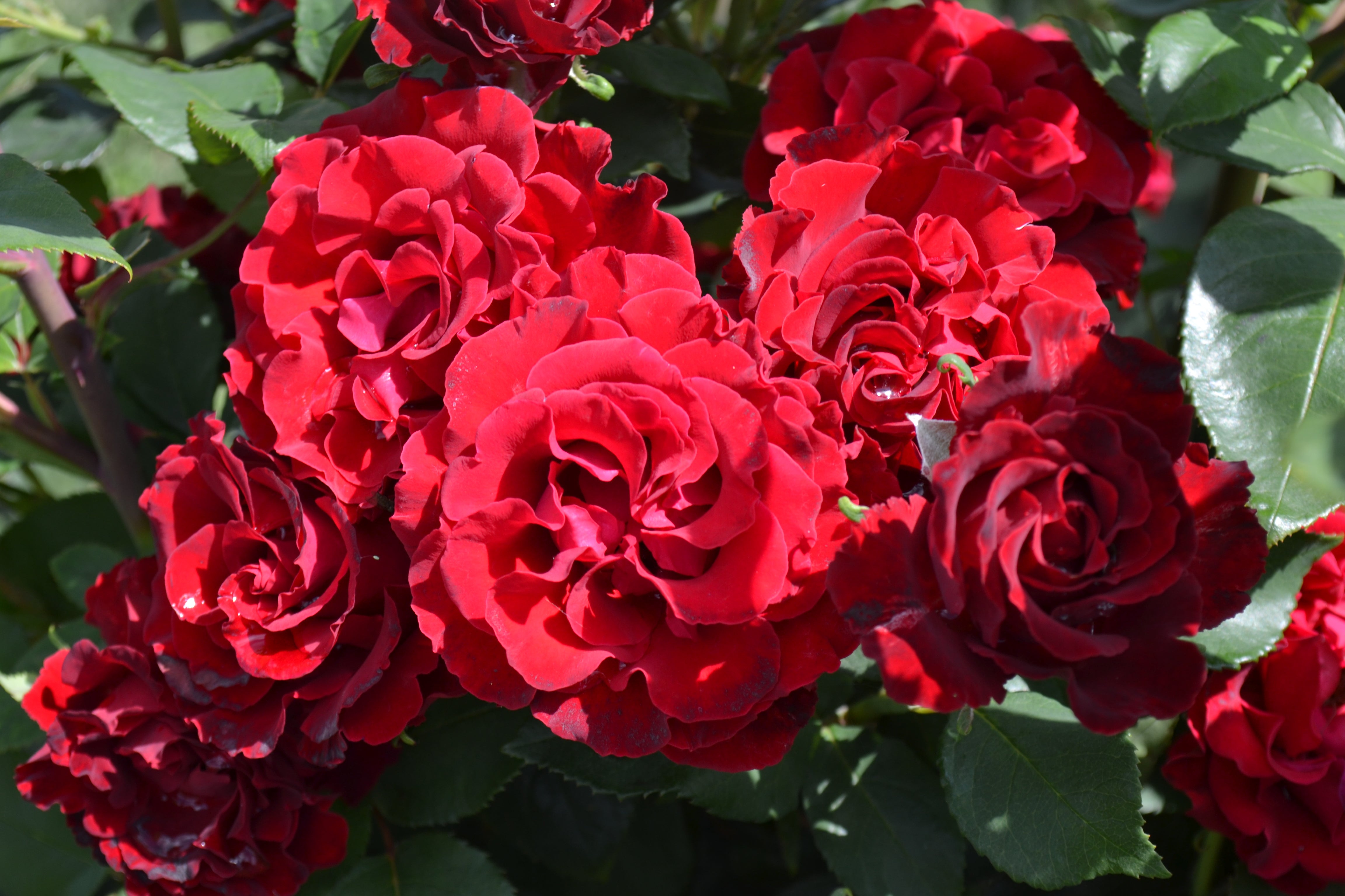Floribunda Rose - Hommage a Barbara® (Heinz Winkler)-6