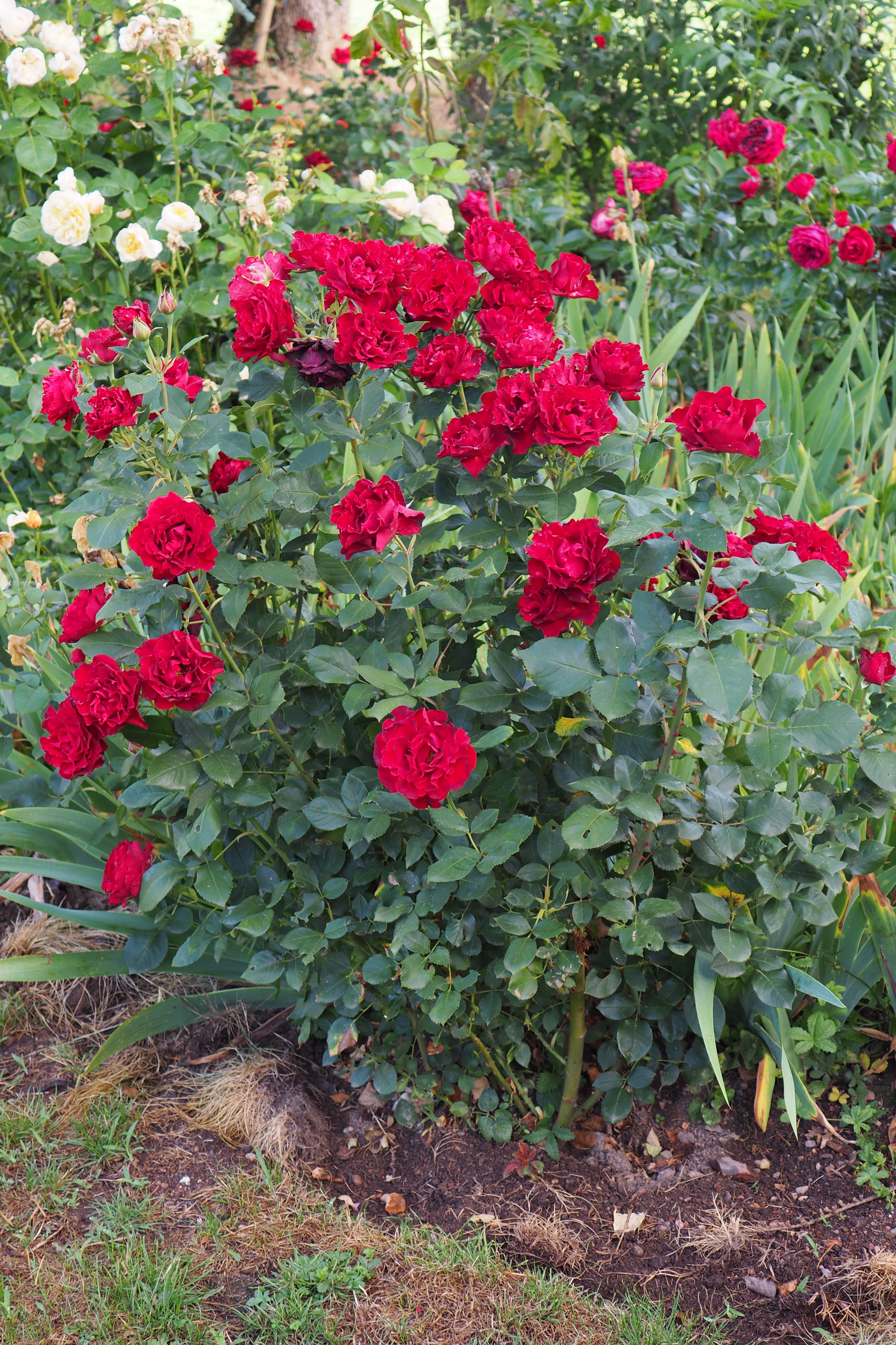 Floribunda Rose - Hommage a Barbara® (Heinz Winkler)-7
