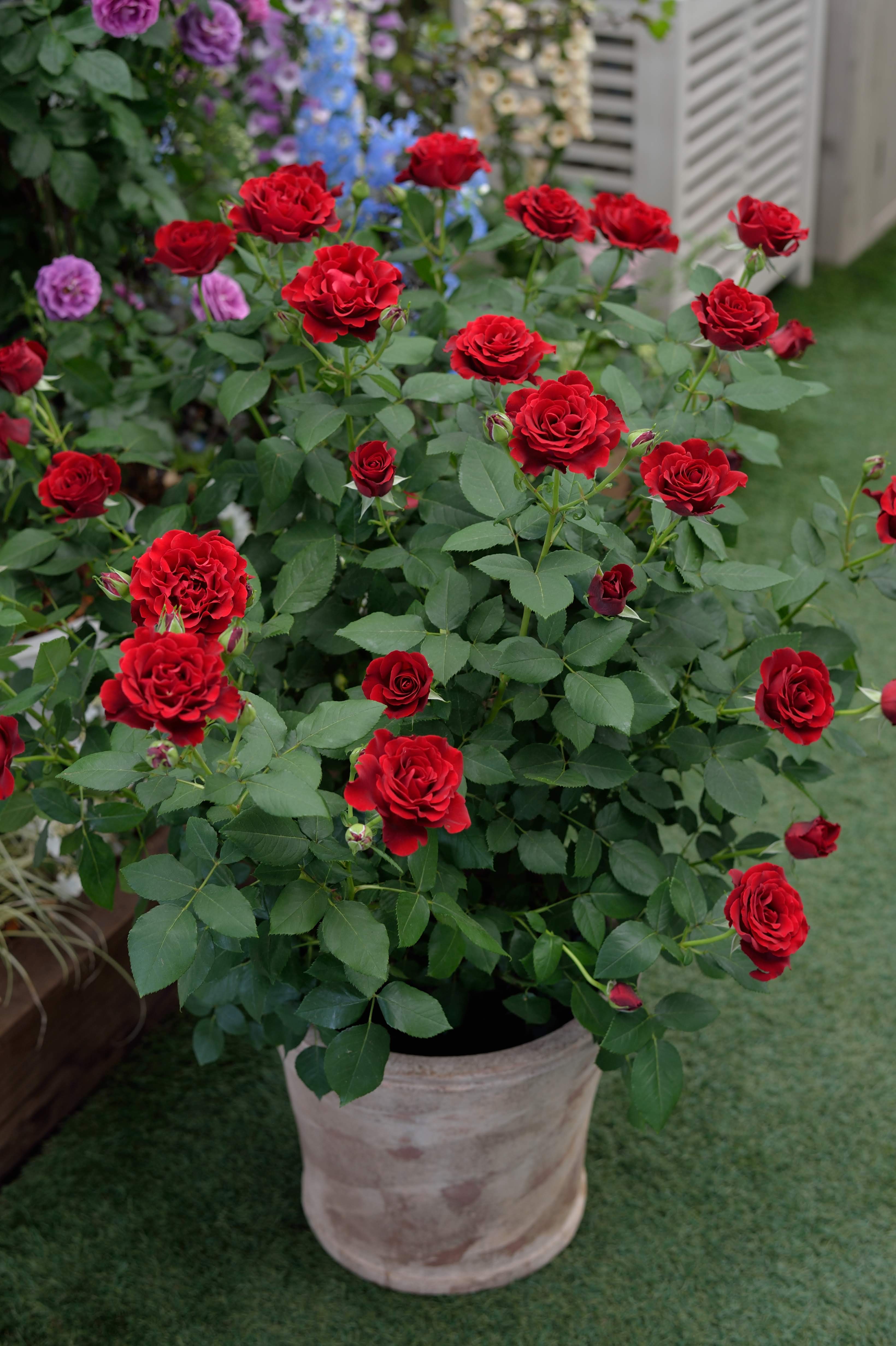 Floribunda Rose - Hommage a Barbara® (Heinz Winkler)-8