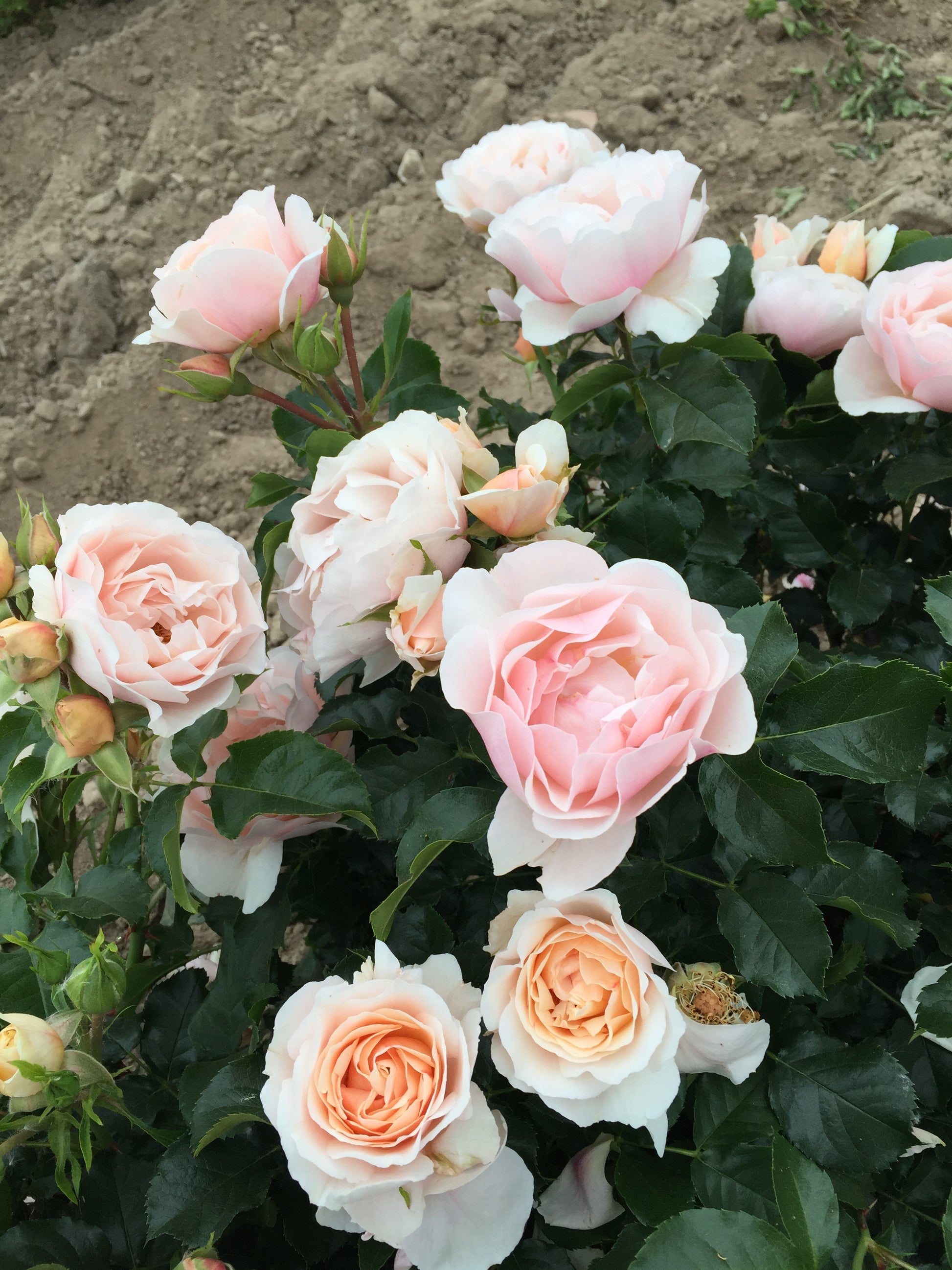 Floribunda Rose - Jardin des Tuileries®-1