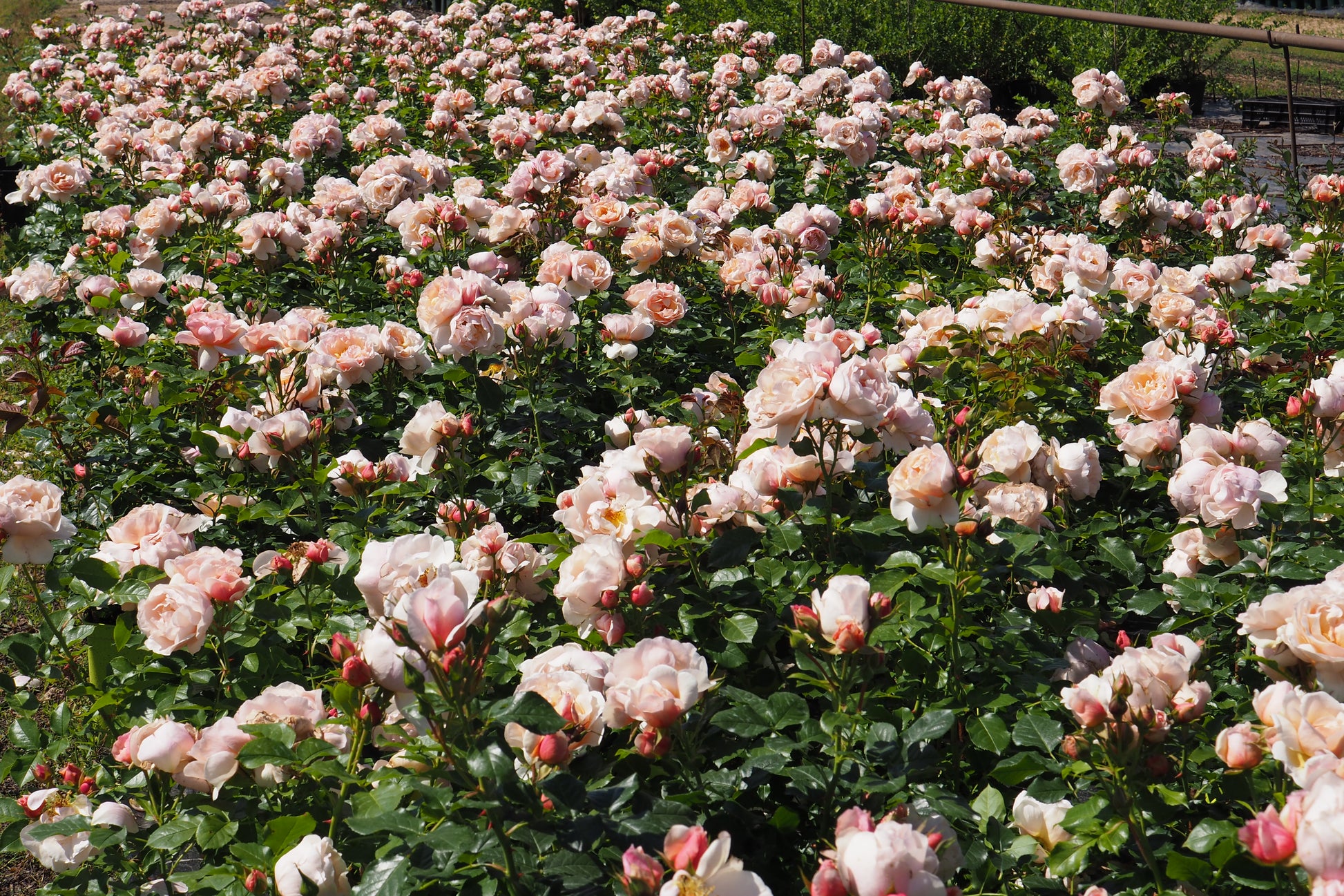 Floribunda Rose - Jardin des Tuileries®-3