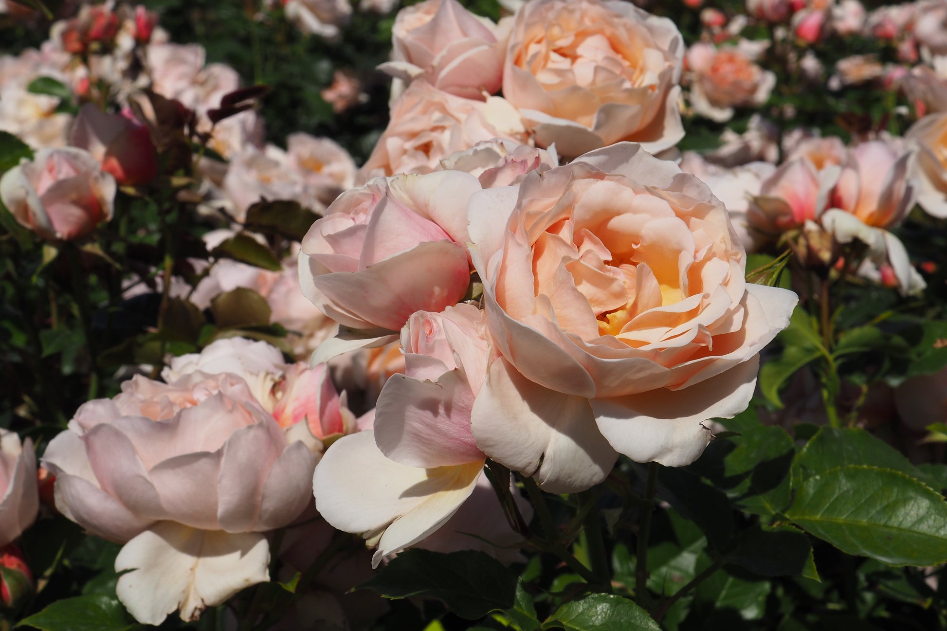 Floribunda Rose - Jardin des Tuileries®-4