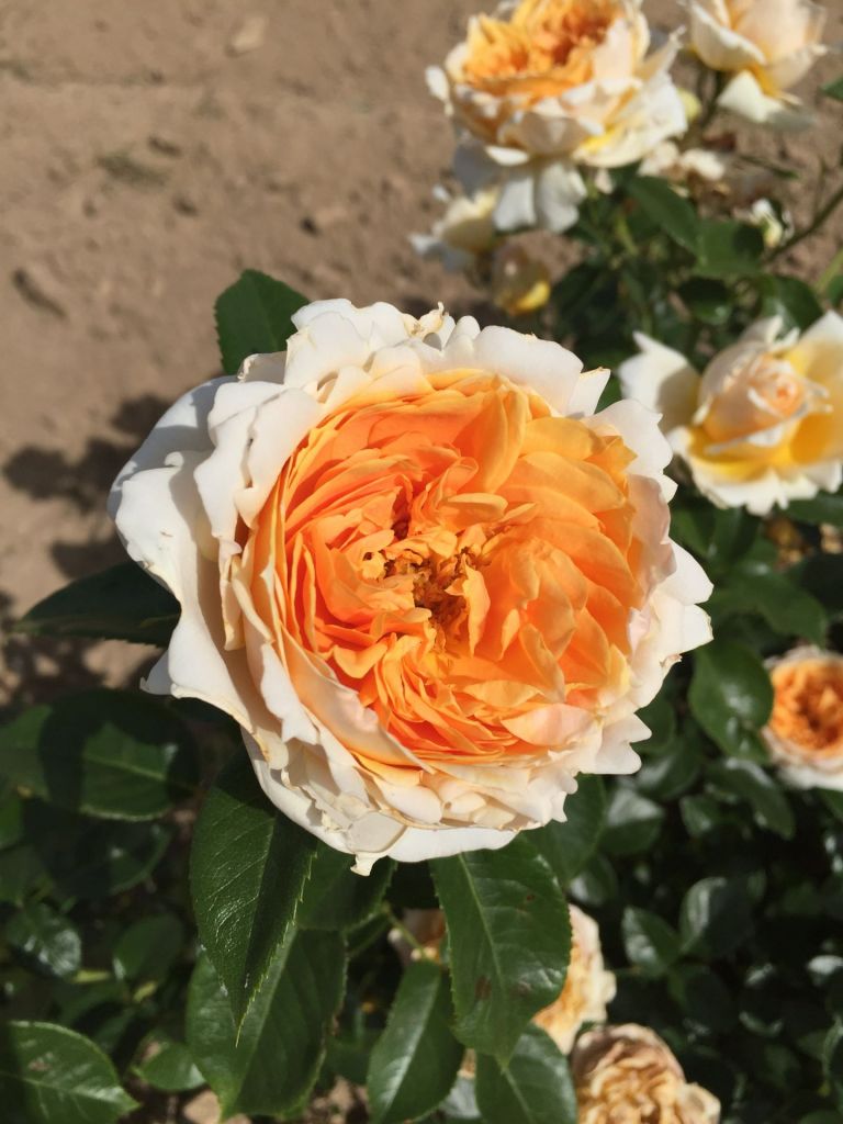Floribunda Rose - Patrick Devedjian®-3
