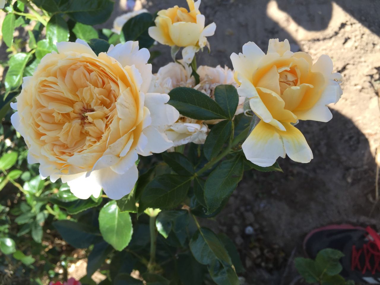 Floribunda Rose - Patrick Devedjian®-4