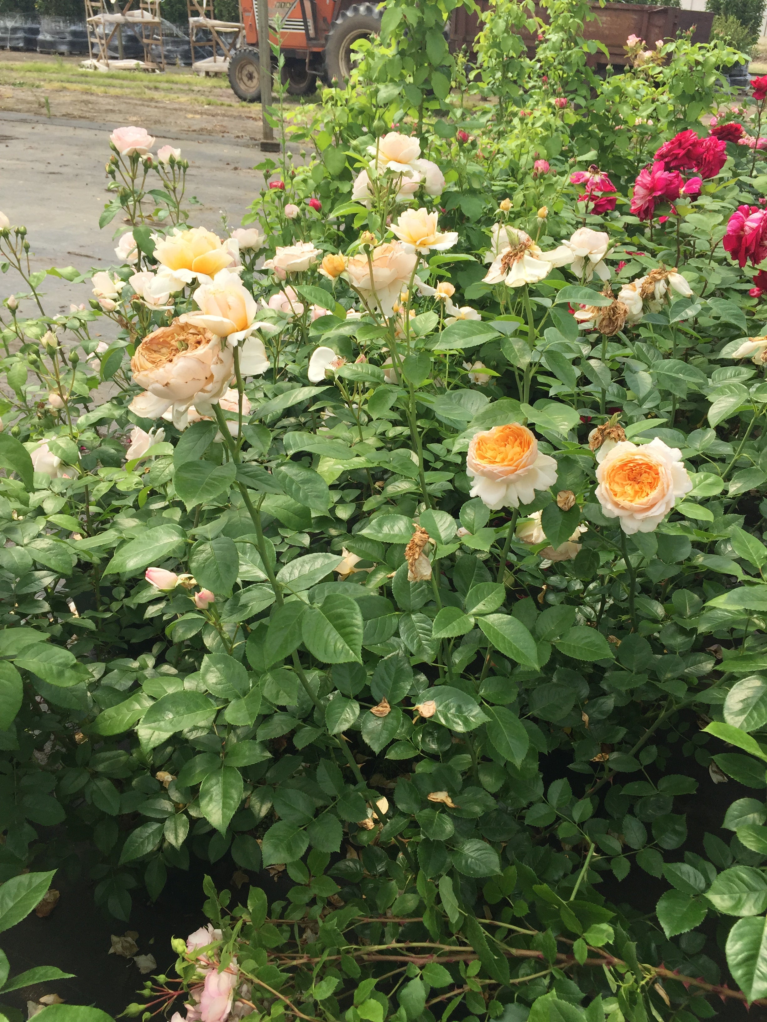 Floribunda Rose - Patrick Devedjian®-5