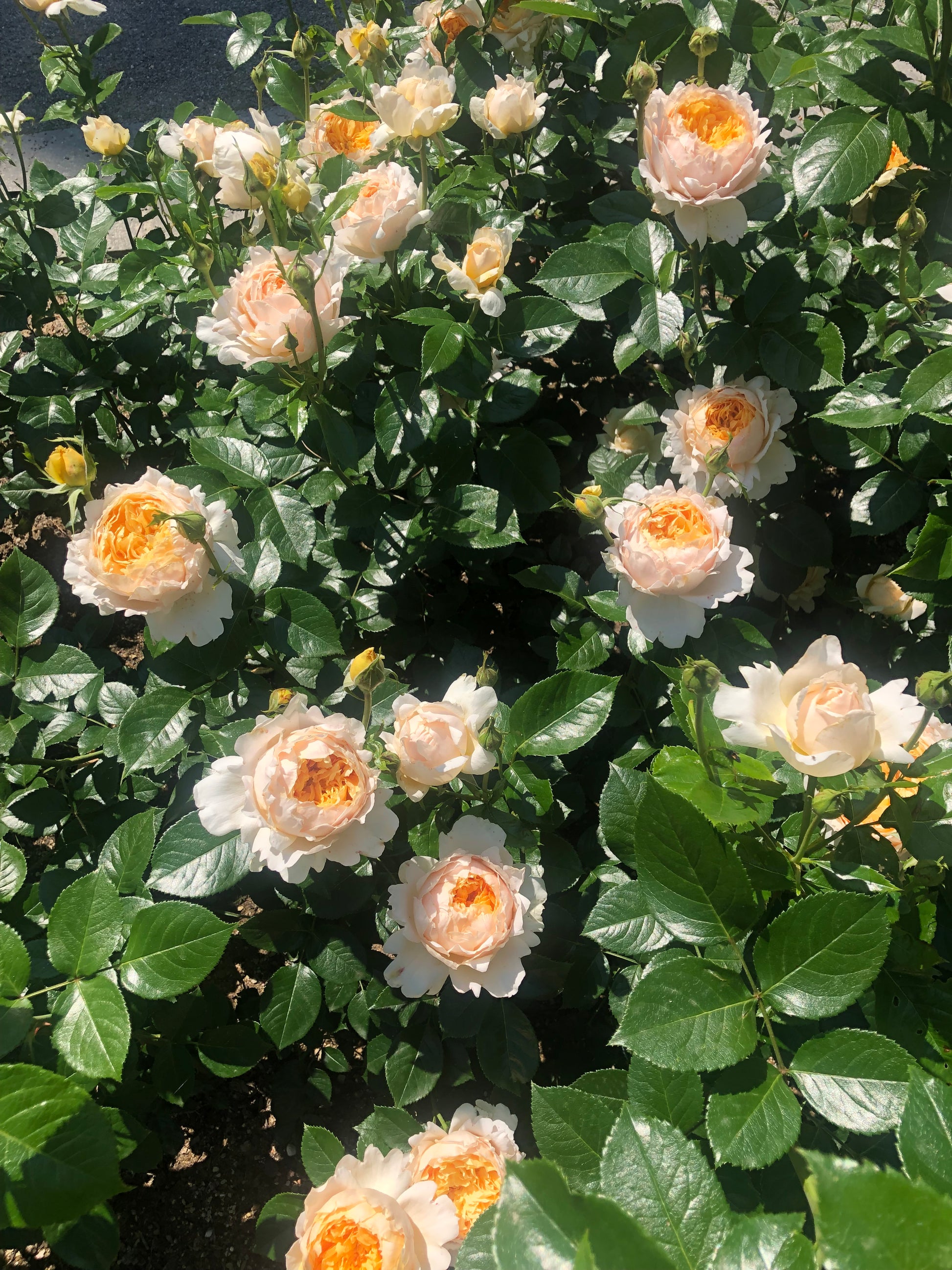Floribunda Rose - Patrick Devedjian®-6