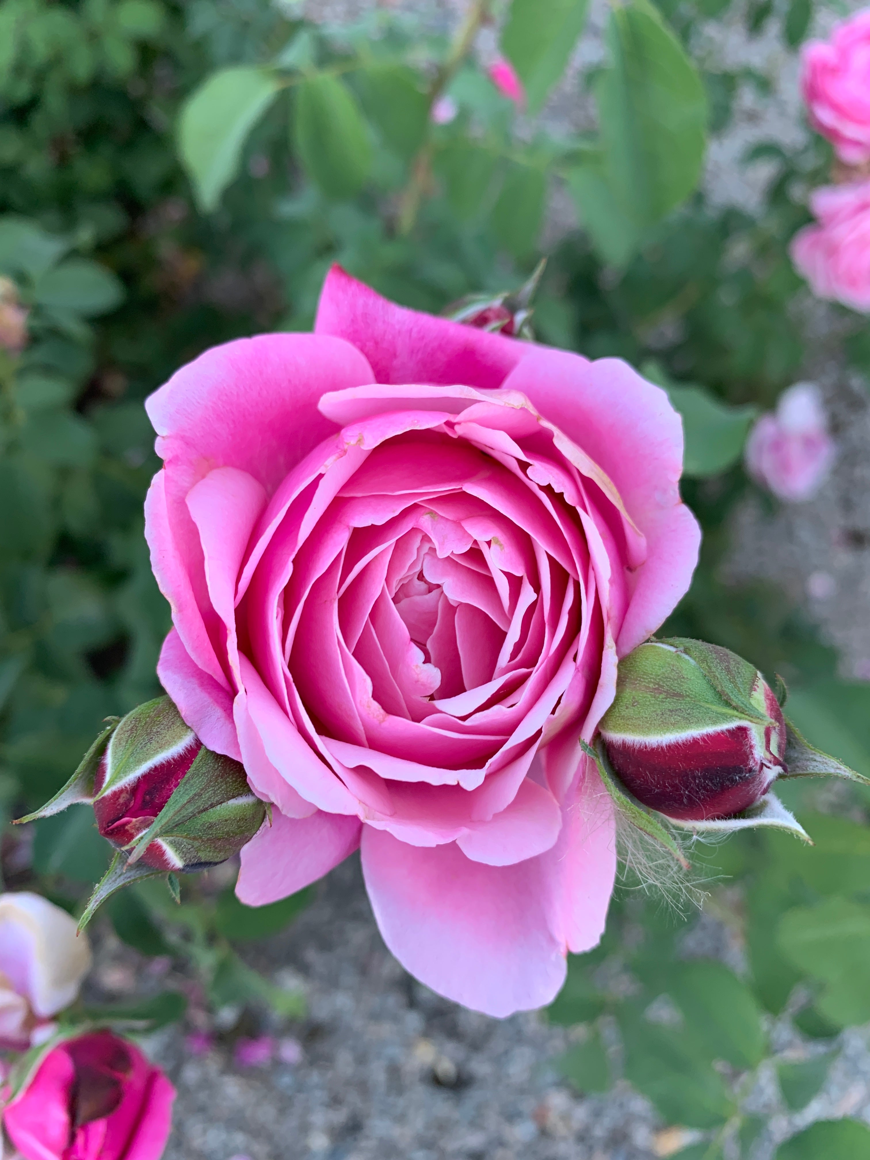Floribunda Rose - Soeur Emmanuelle® (Dieter Müller)-3