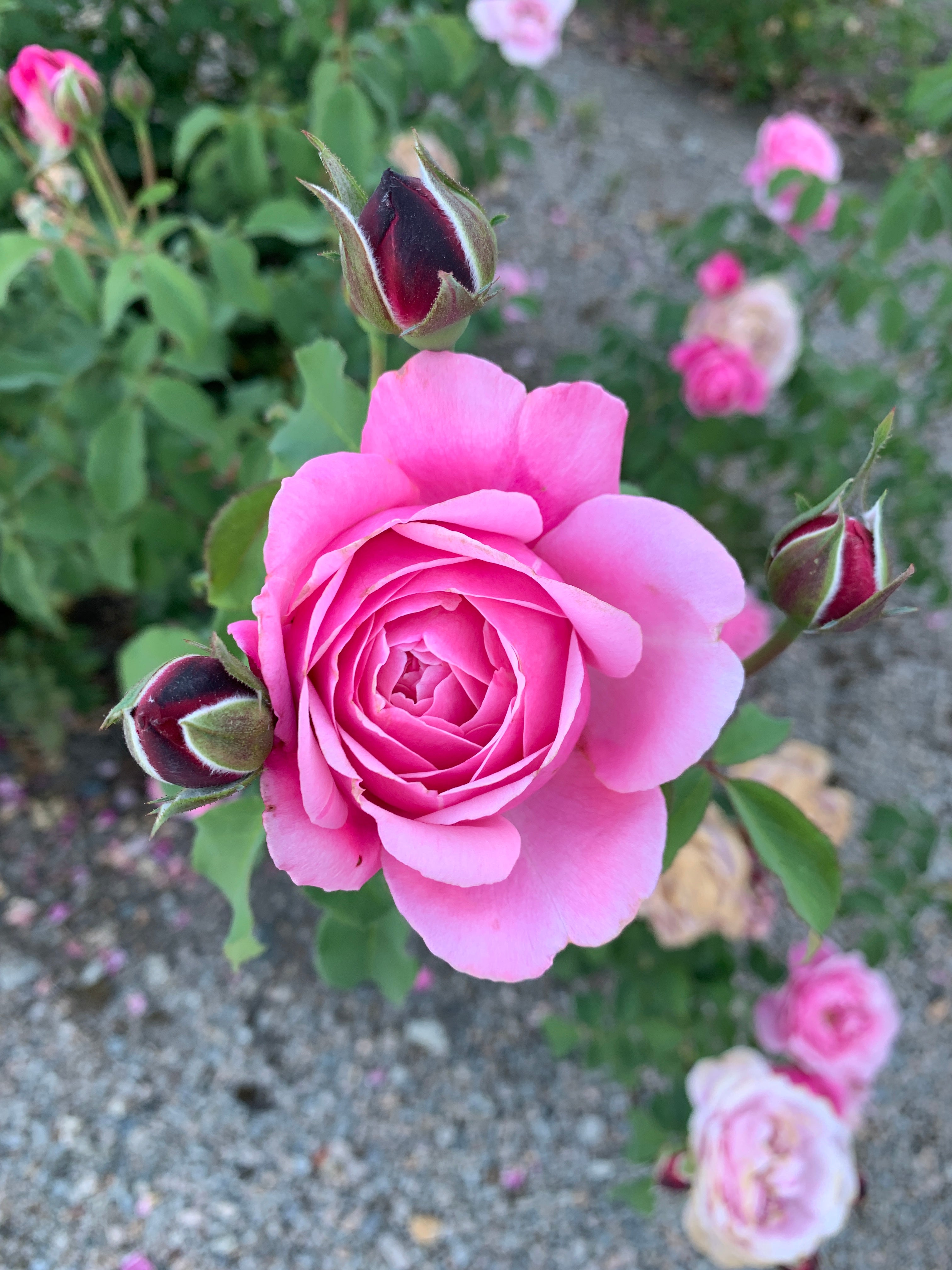Floribunda Rose - Soeur Emmanuelle® (Dieter Müller)-4