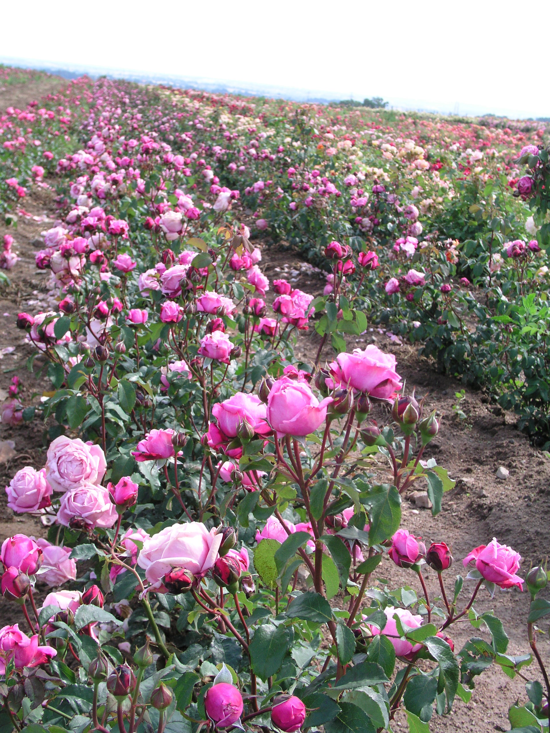 Floribunda Rose - Soeur Emmanuelle® (Dieter Müller)-5