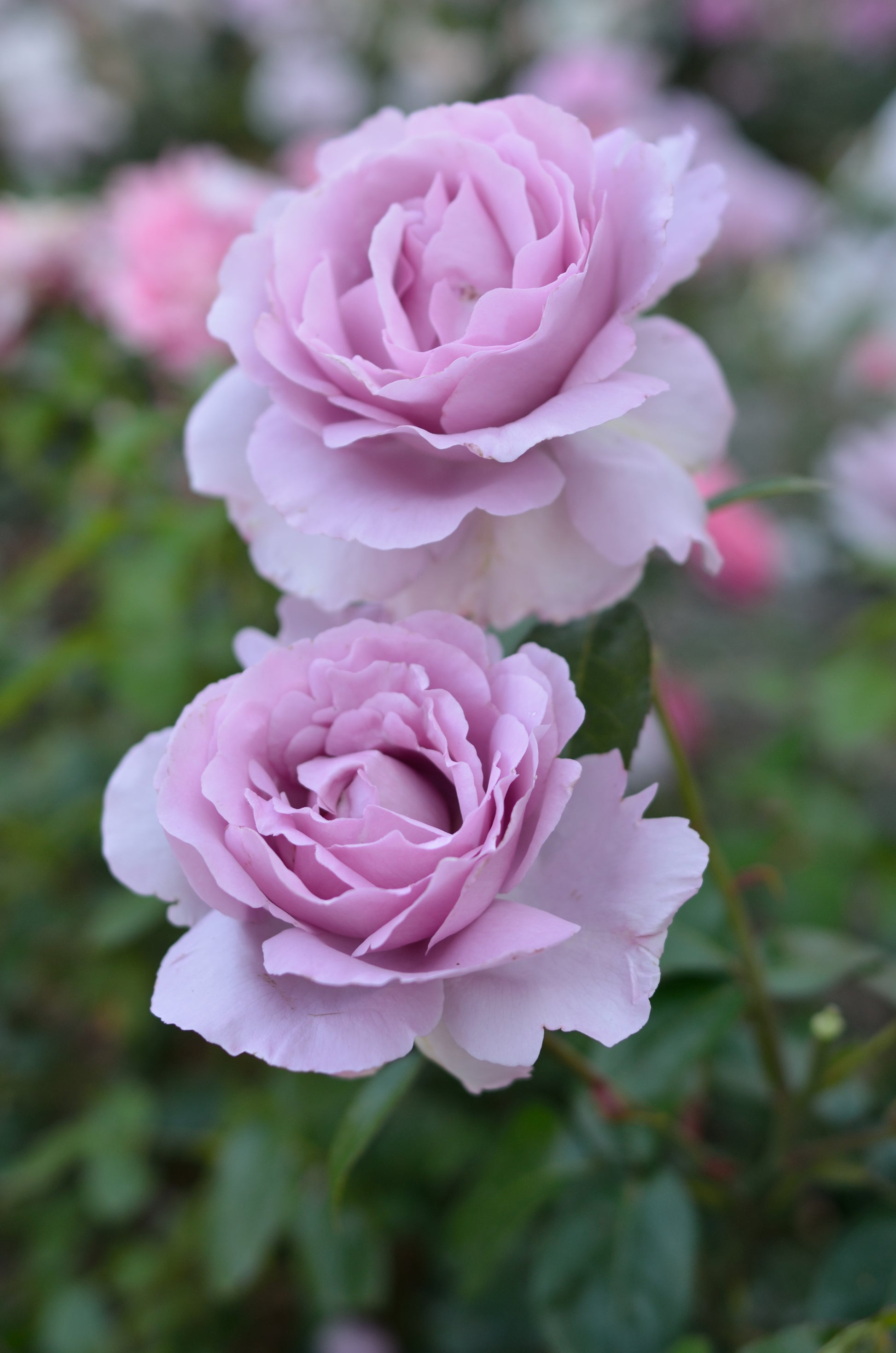 Floribunda Rose - Synactif by Shiseido®-1