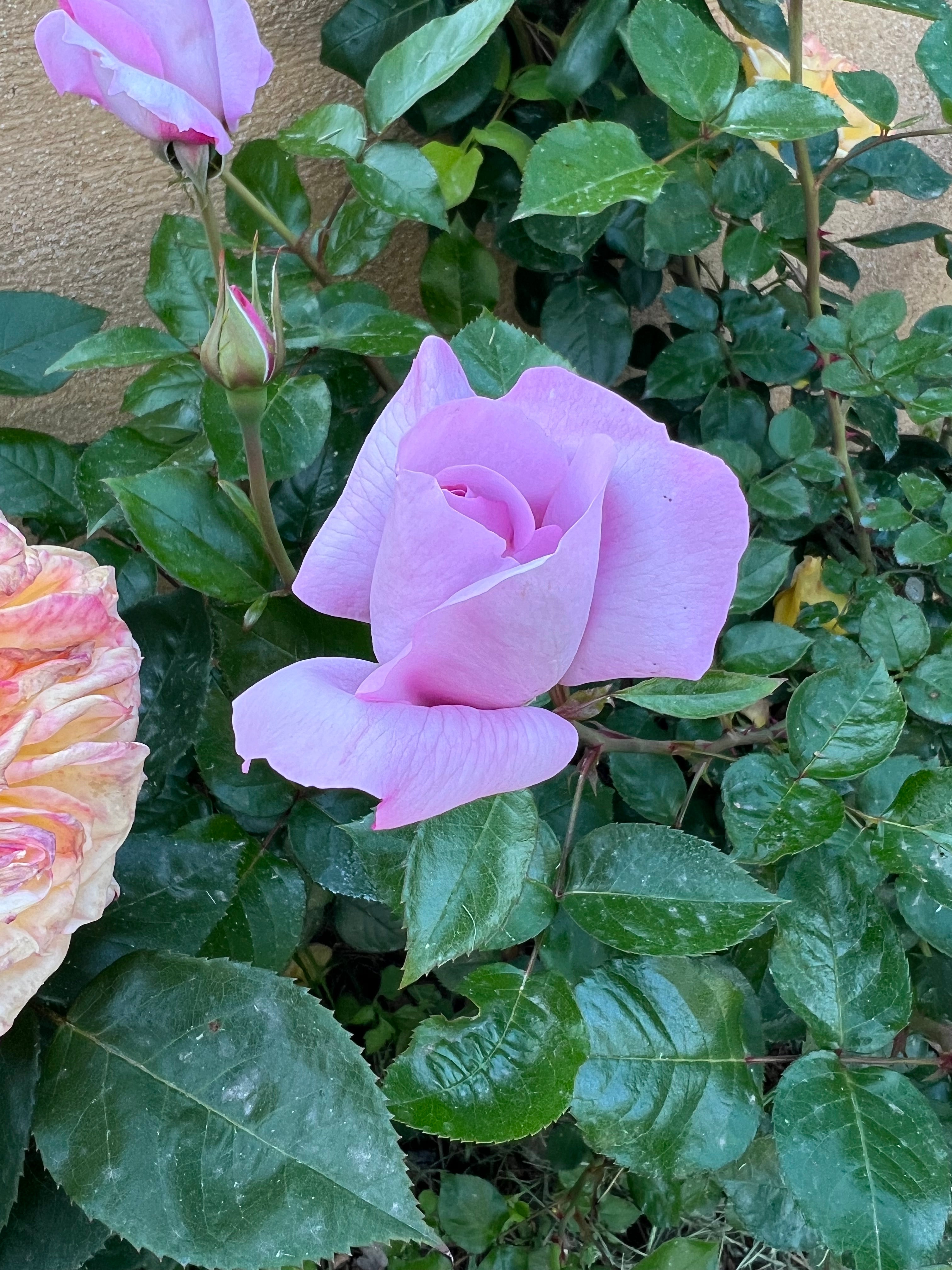 Floribunda Rose - Synactif by Shiseido®-3