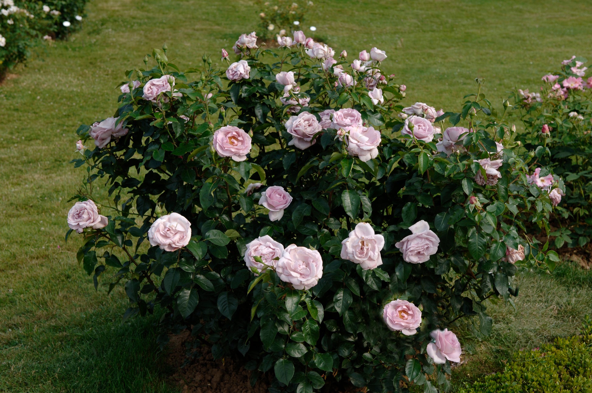 Floribunda Rose - Synactif by Shiseido®-5