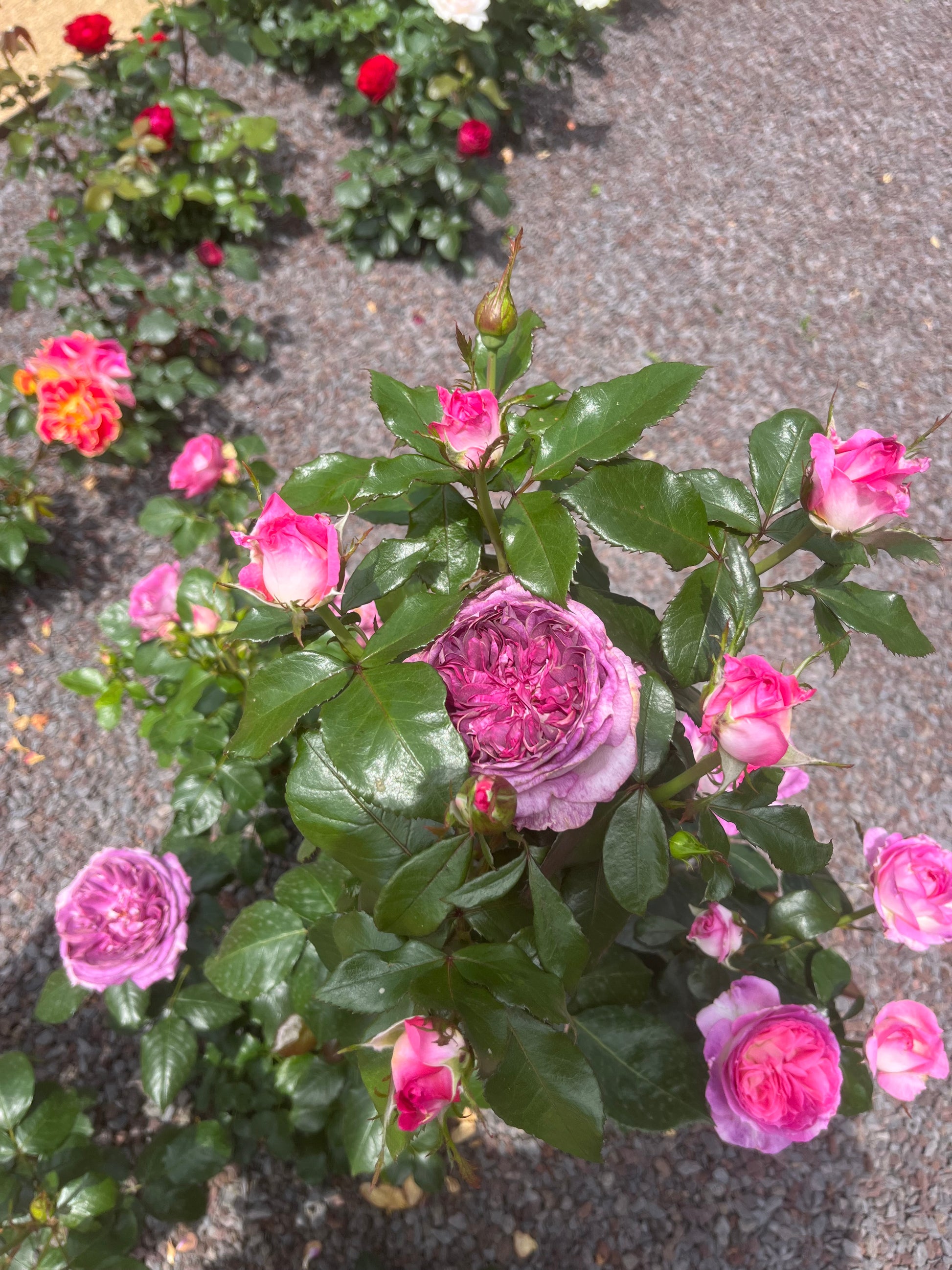 Floribunda Rose - Thierry Marx®-1