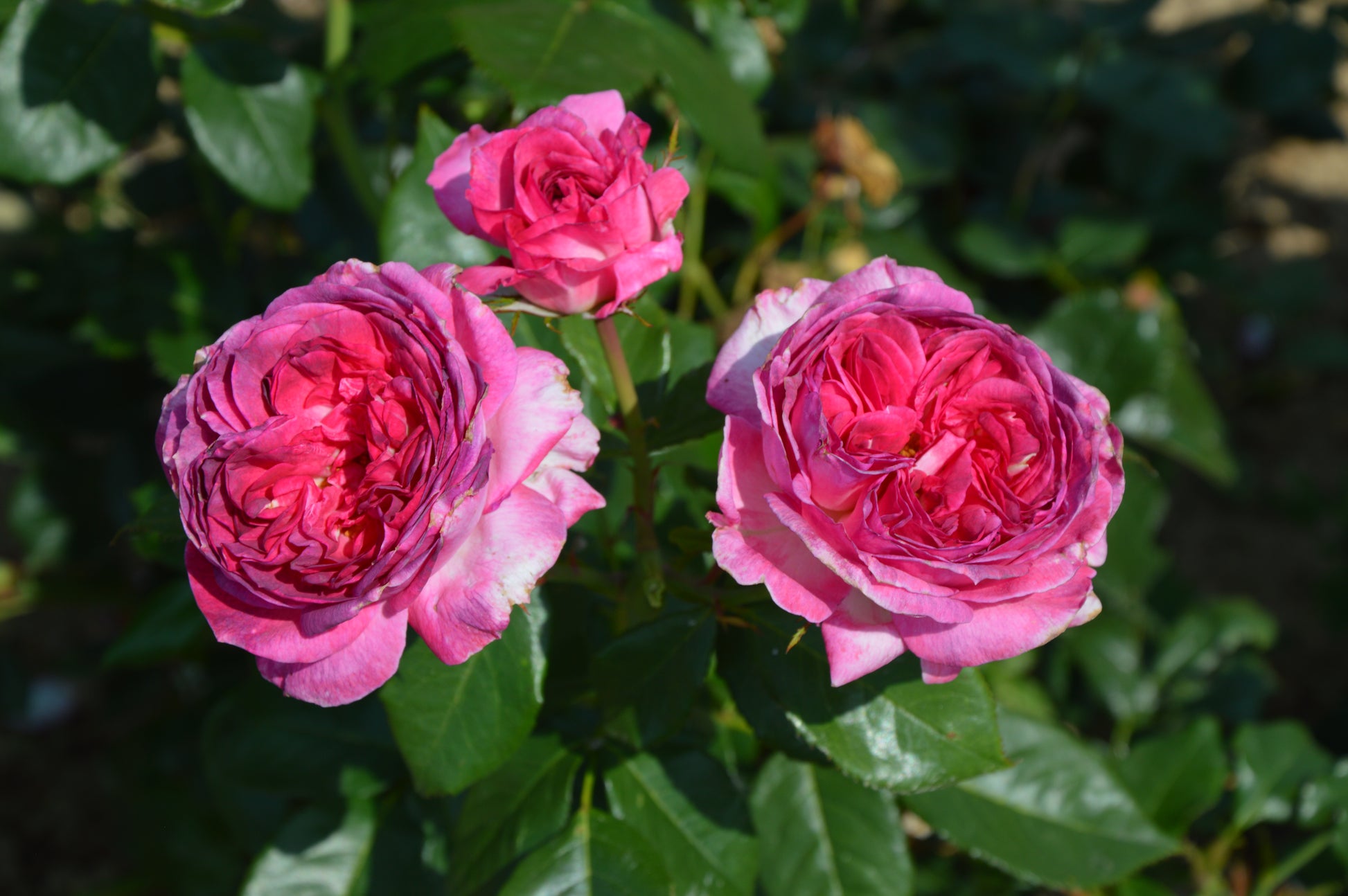 Floribunda Rose - Thierry Marx®-4
