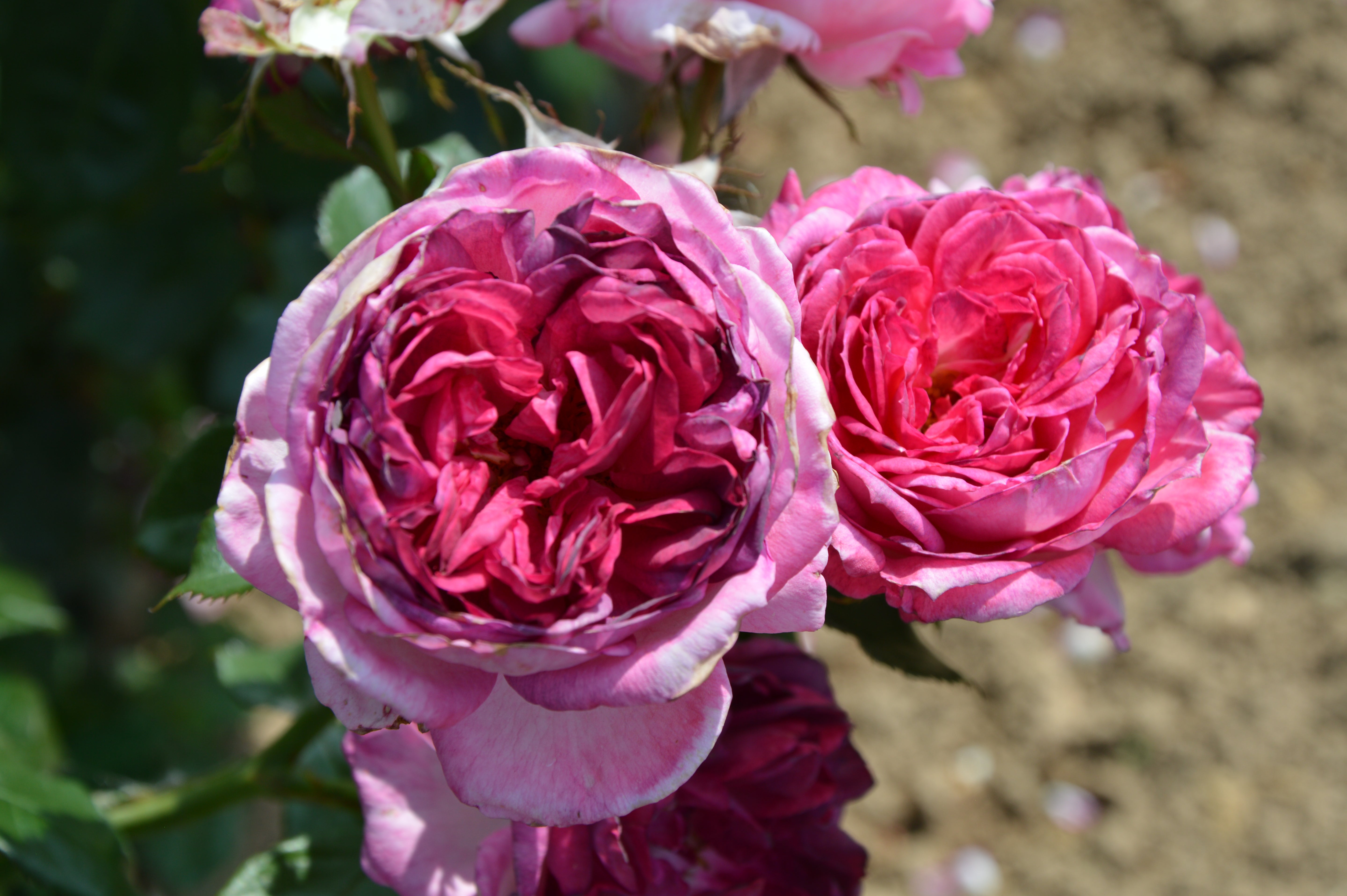 Floribunda Rose - Thierry Marx®-5