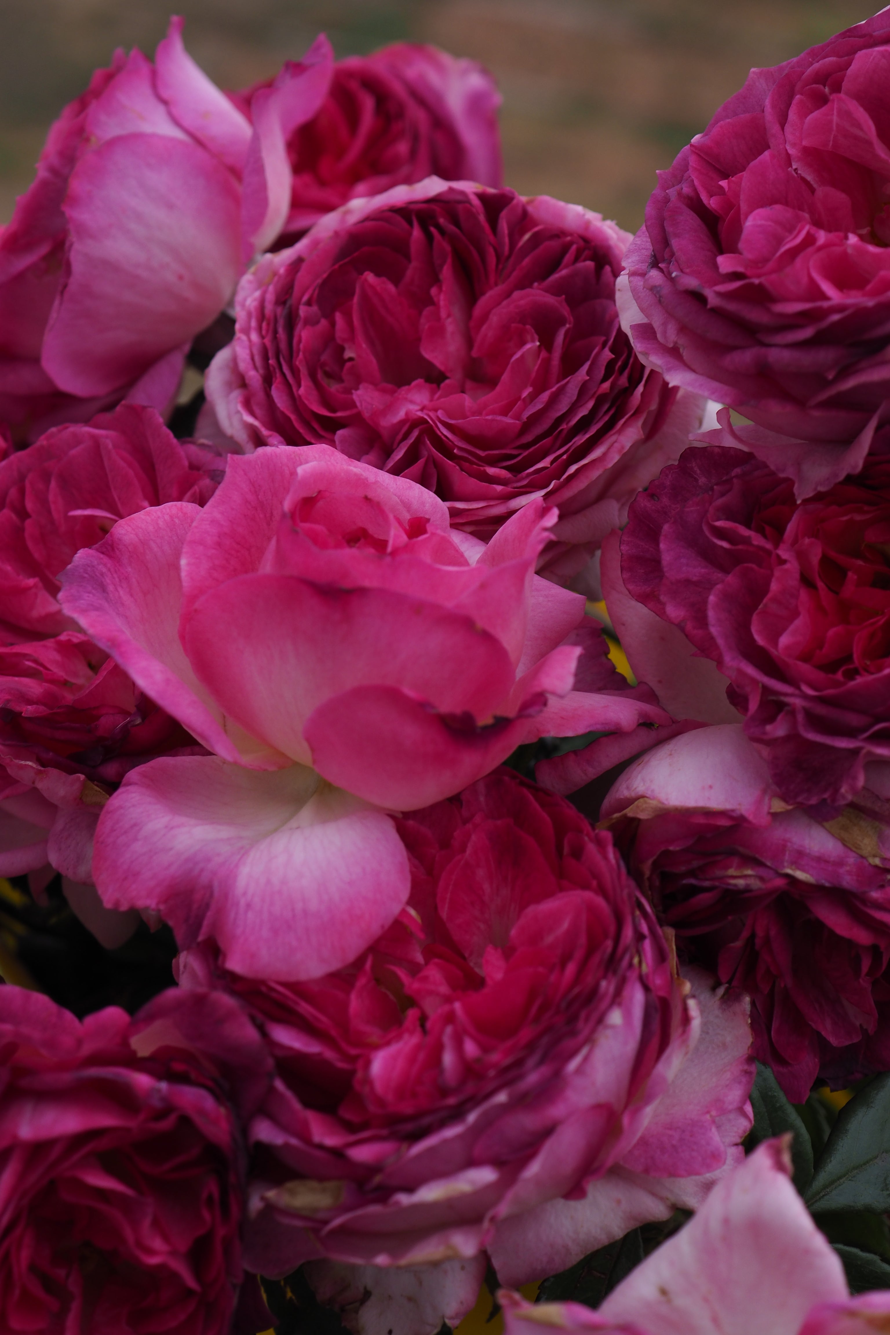Floribunda Rose - Thierry Marx®-6
