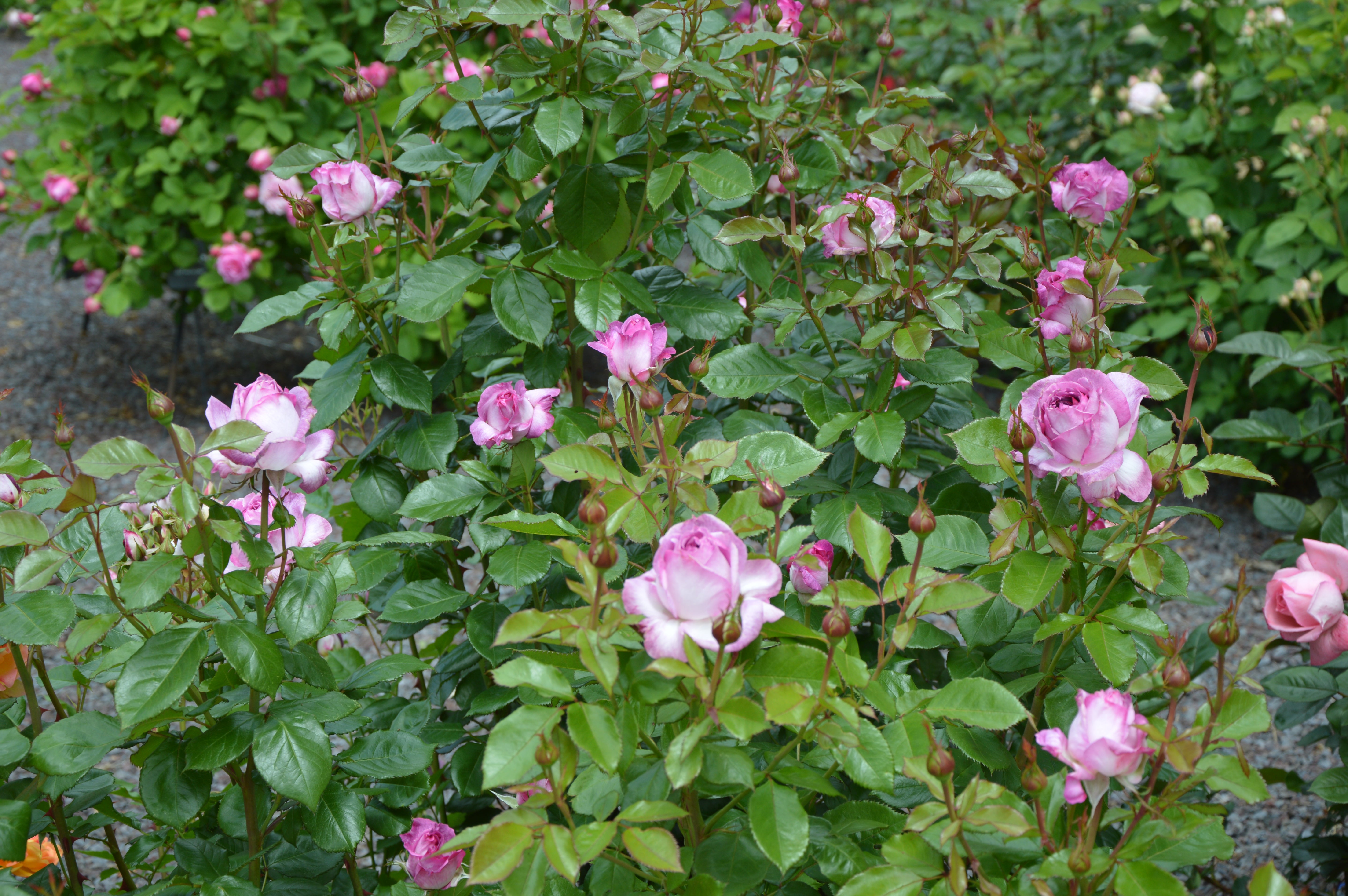 Floribunda Rose - Thierry Marx®-7