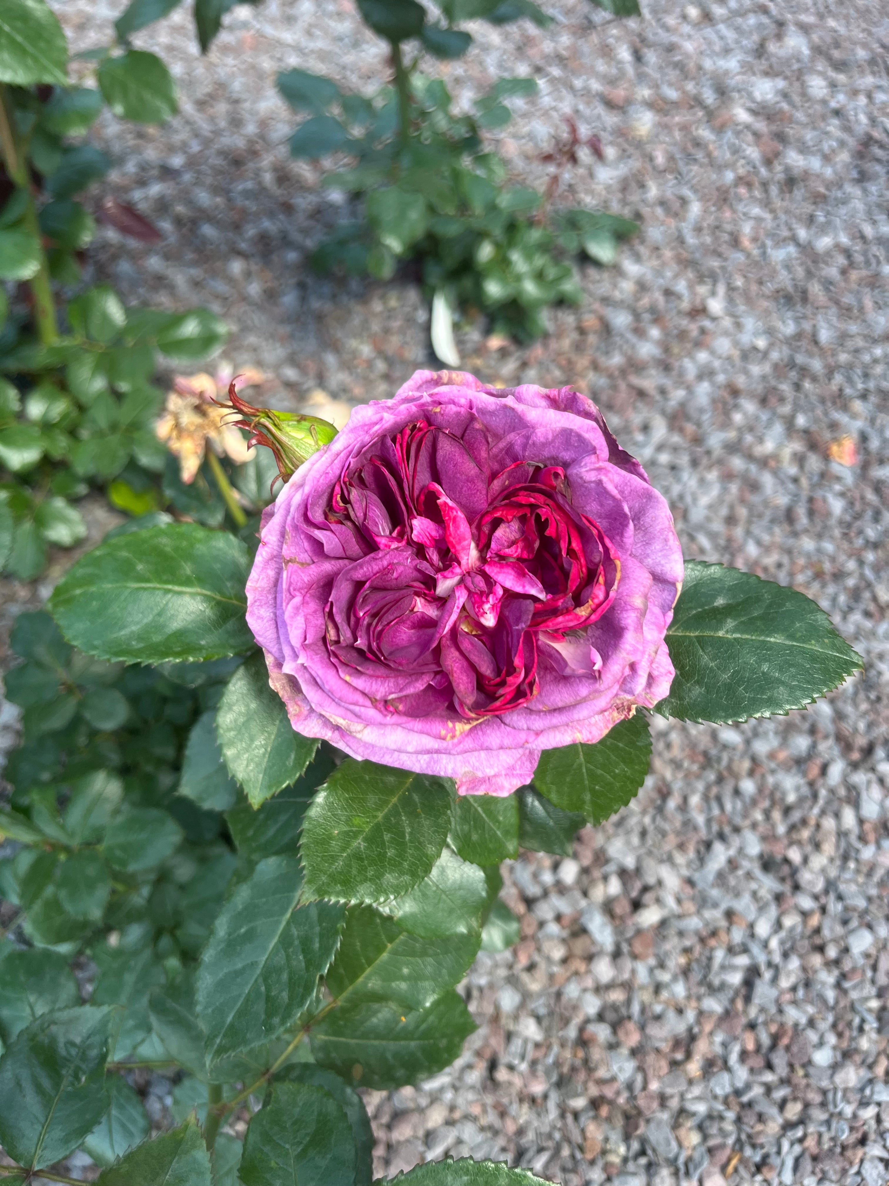Floribunda Rose - Thierry Marx®-8