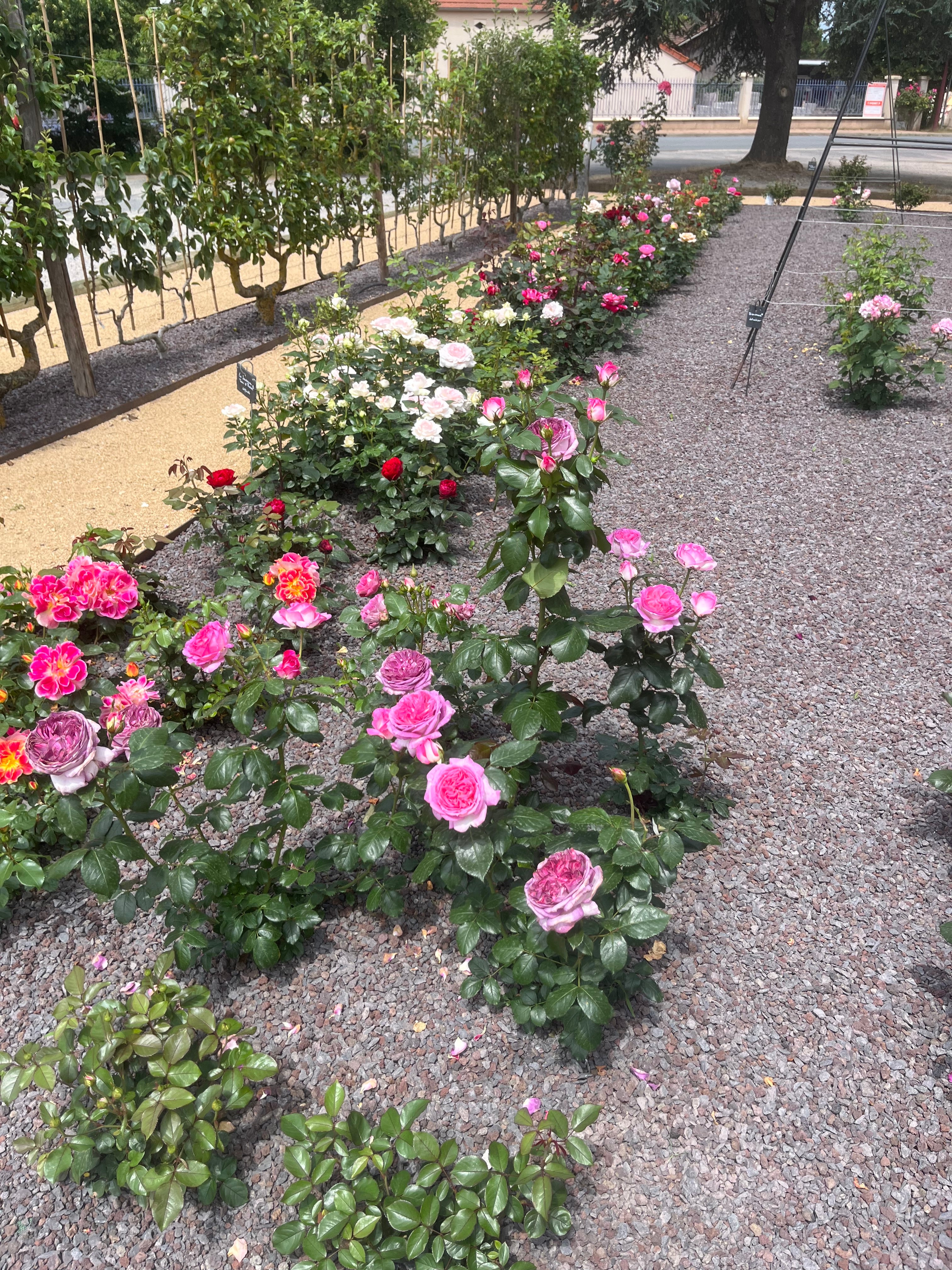 Floribunda Rose - Thierry Marx®-9