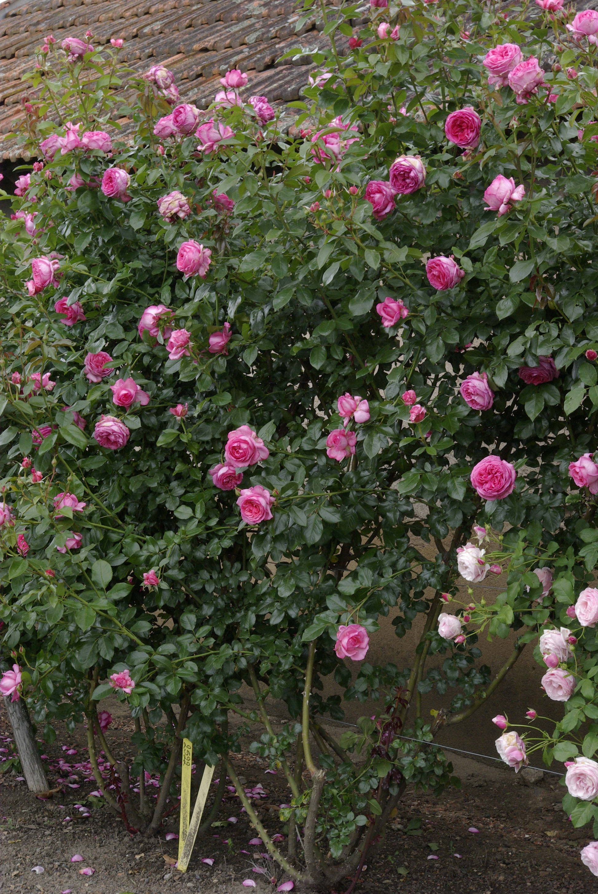 Floribunda Rose de Molinard®-5