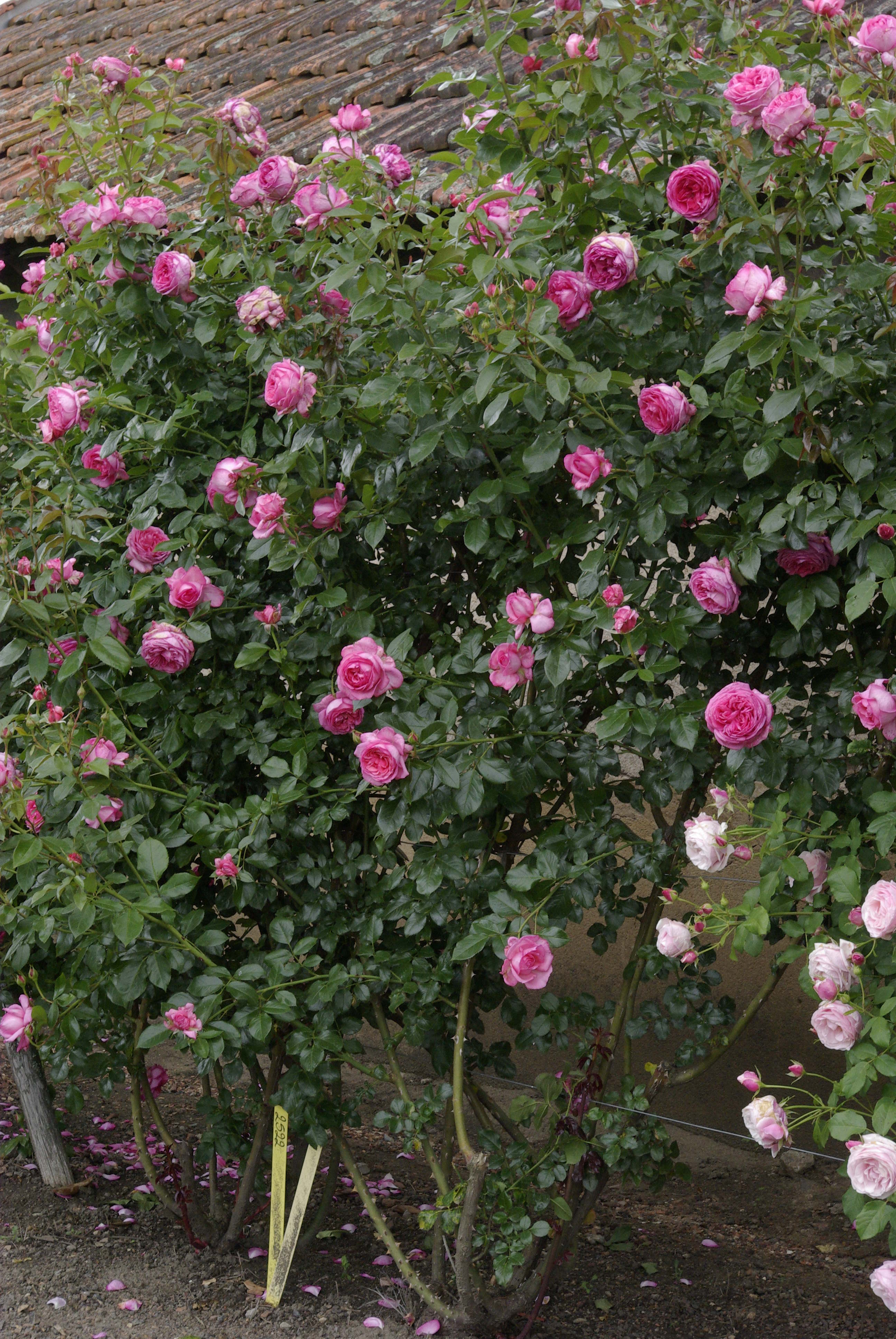 Floribunda Rose de Molinard®-5