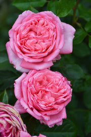 Floribunda Rose de Molinard®-1