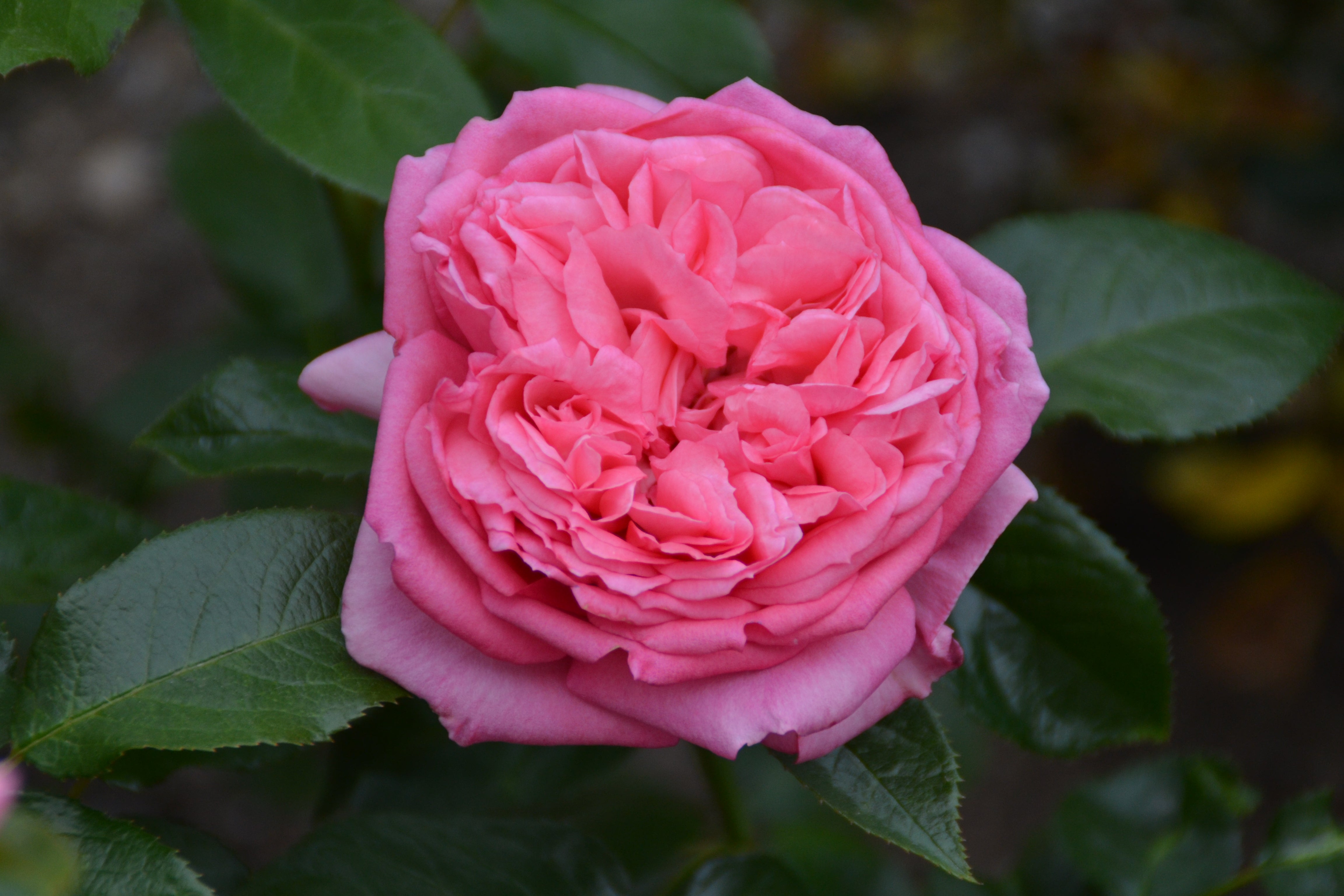 Floribunda Rose de Molinard®-3