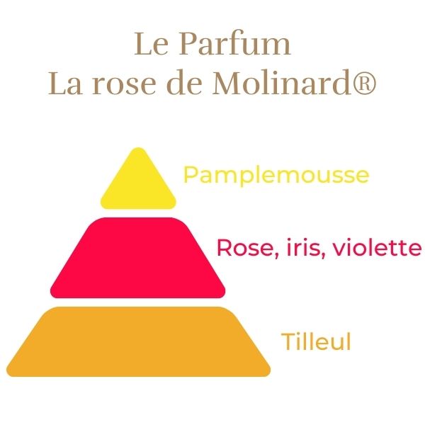 Floribunda Rose de Molinard®-8